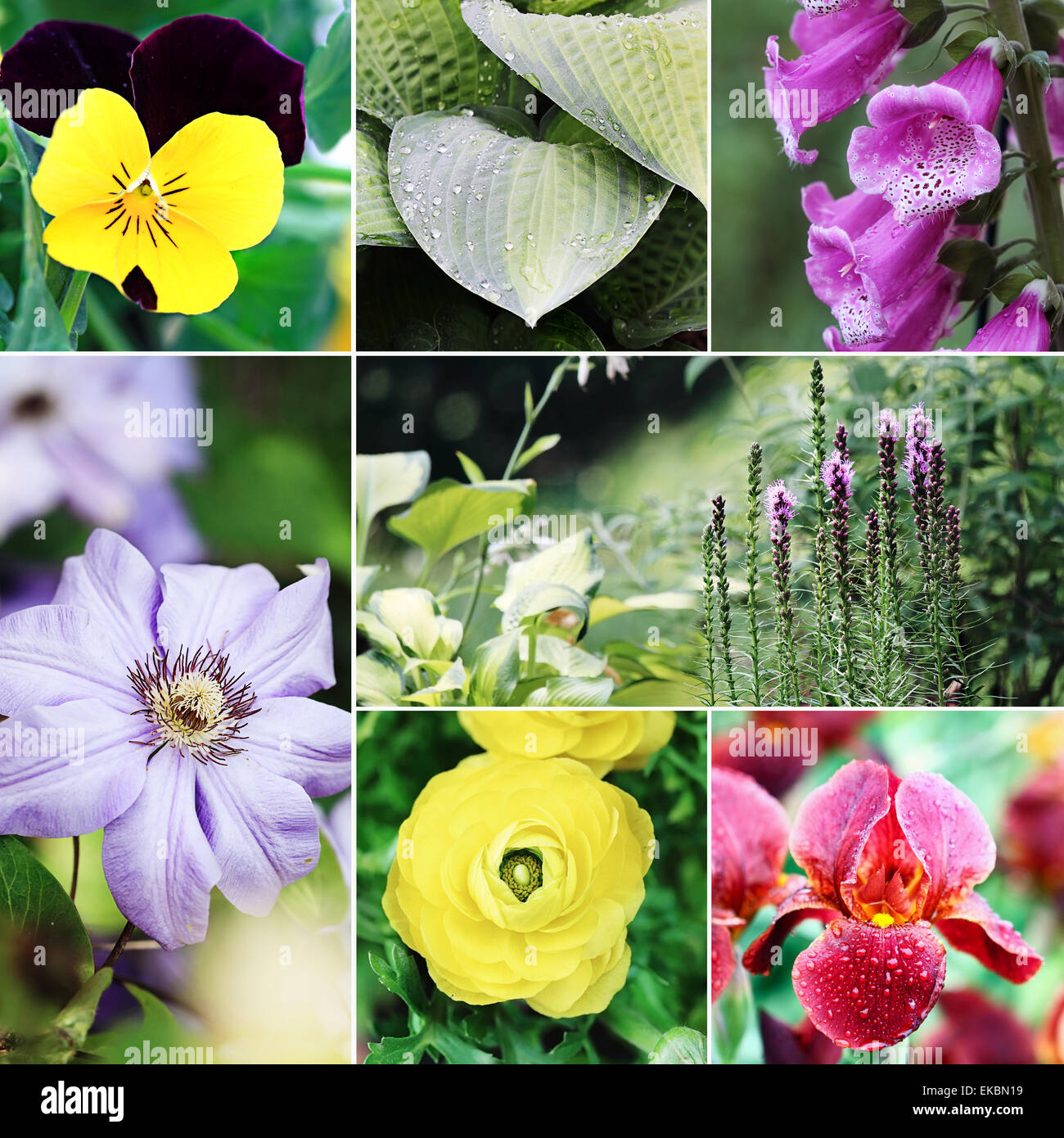 Flowers and Plants Collage Stock Photo - Alamy