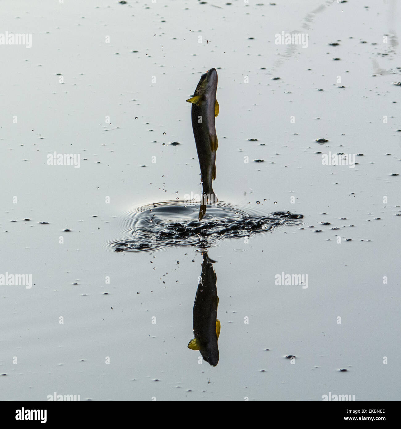Marazion, Cornwall, UK. UK Wildlife.  9th April 2015. A small trout jumping to catch flies in the early morning sun, in a Cornish river. Credit:  Simon Maycock/Alamy Live News Stock Photo