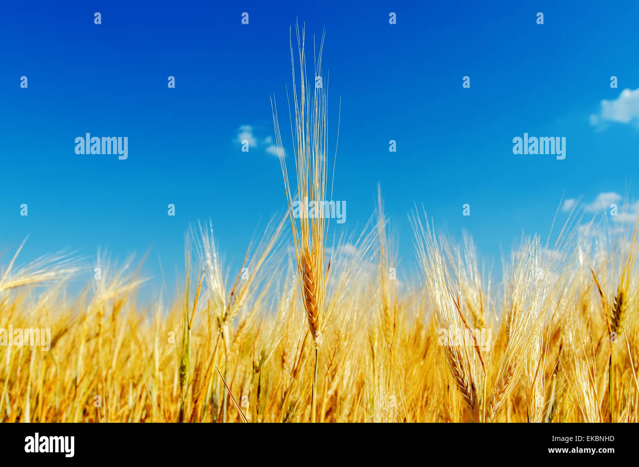 close up of ripe wheat ears against sky Stock Photo - Alamy