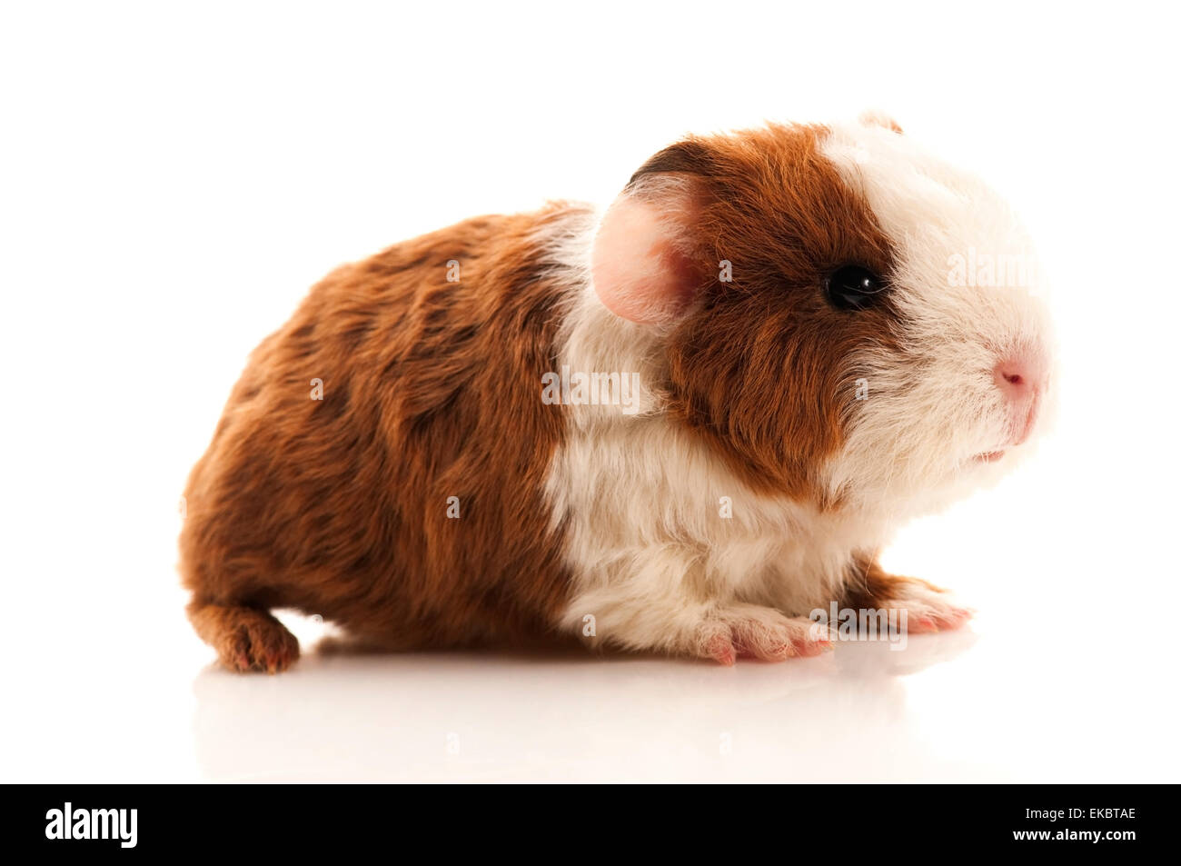 baby guinea pig Stock Photo - Alamy