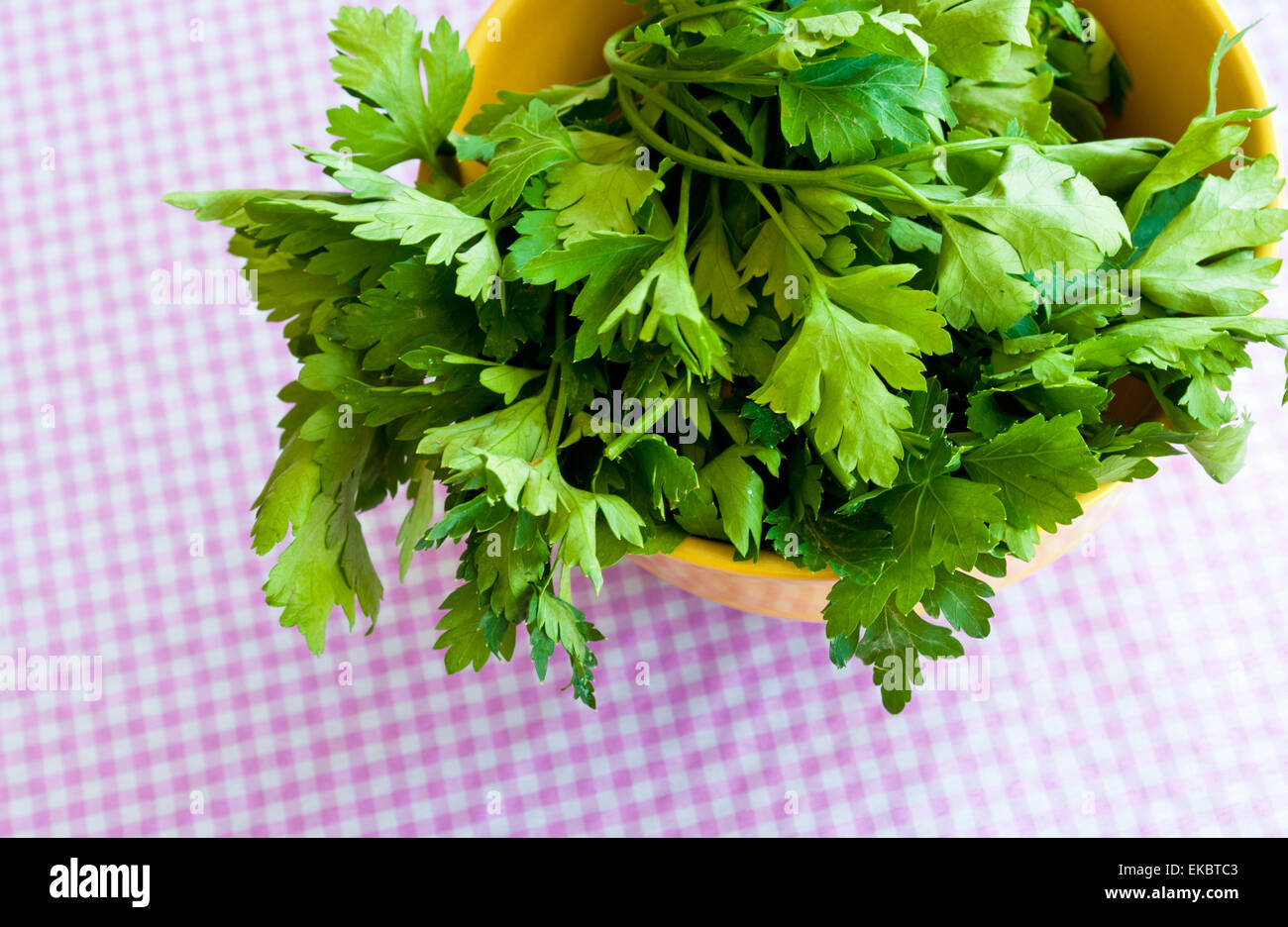 Fresh Herbs: Coriander Stock Photo