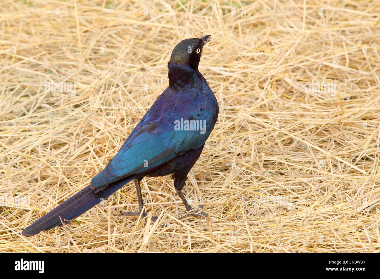 An african bird known as Cape starling or red-shouldered glossy-starling or Cape glossy starling, Lamprotornis nitens, on the gr Stock Photo