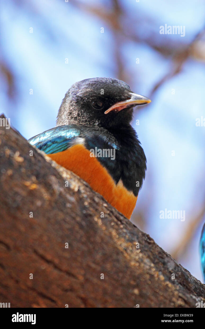 An african bird known as superb starling, Lamprotornis superbus, perched on a branch in Serengeti National Park, Tanzania Stock Photo