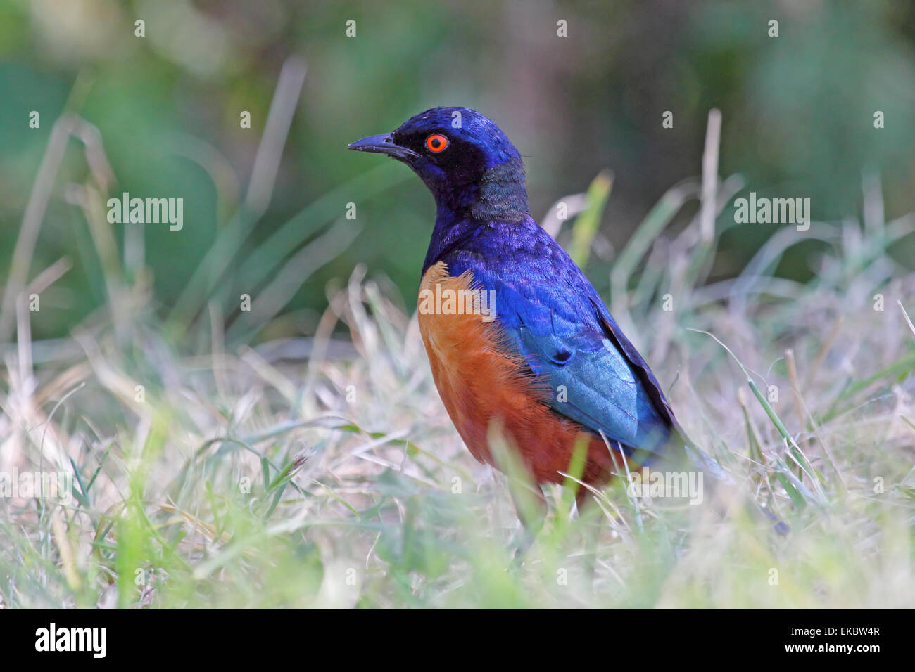 A colorful african bird known as superb starling, Lamprotornis superbus, on the grass in Serengeti National Park, Tanzania Stock Photo