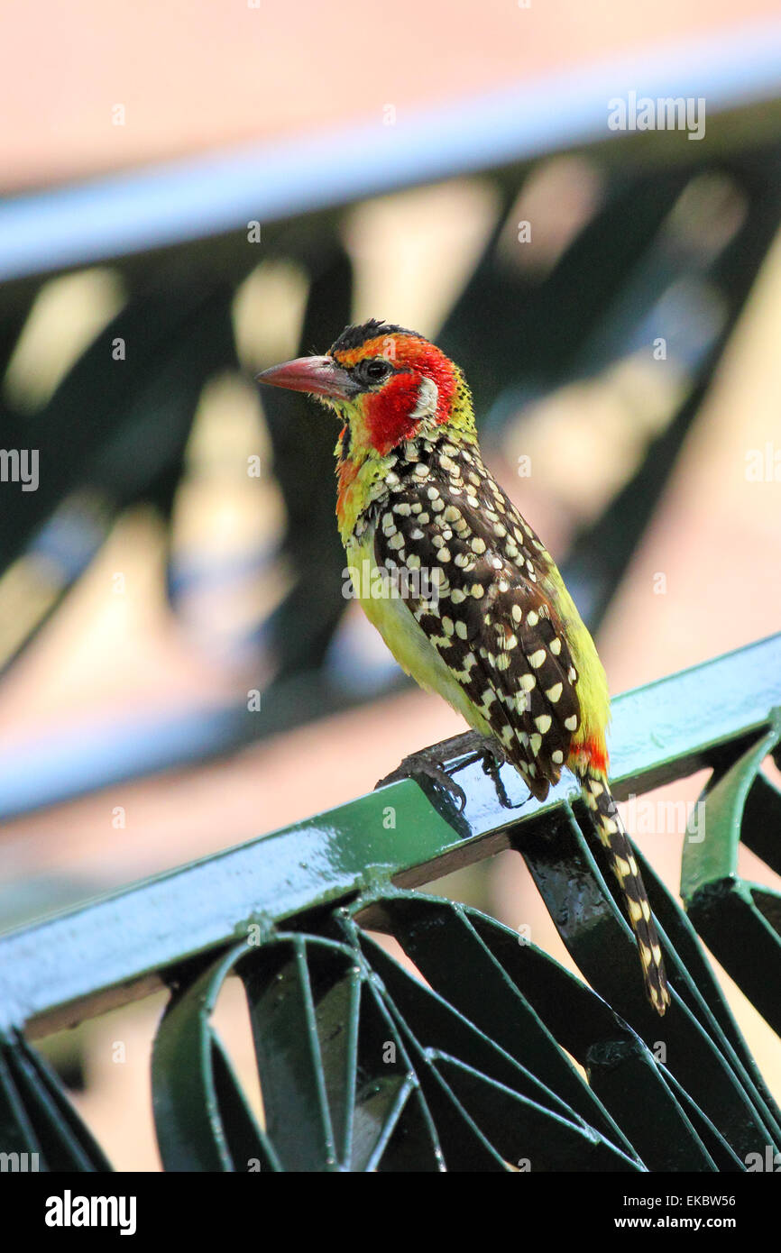 A colorful african bird known as red and yellow barbet, Trachyphonus erythrocephalus, perched on a park bench in a dining area i Stock Photo