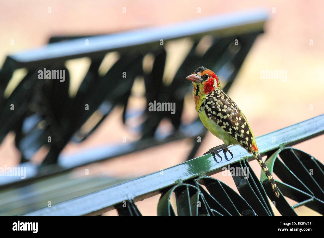 A colorful african bird known as red and yellow barbet, Trachyphonus erythrocephalus, perched on a park bench in a dining area i Stock Photo
