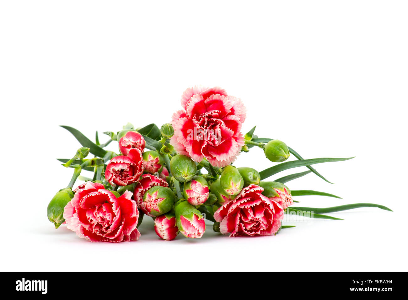 carnations on white background Stock Photo - Alamy