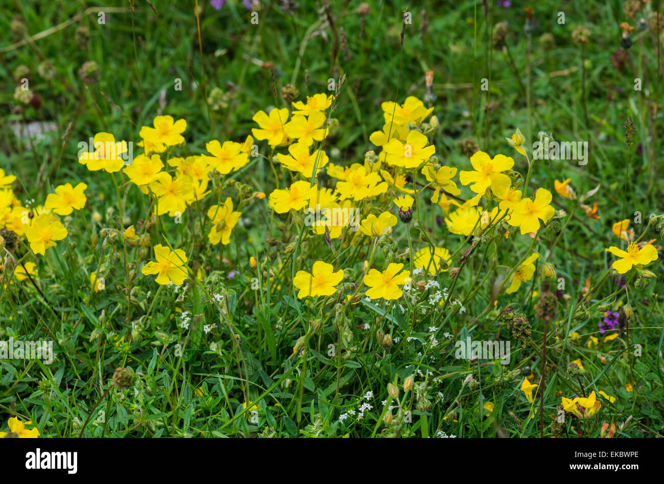 common rock-rose Helianthemum nummularium, Cressbrook Dale NNR Peak District National Park June 2014 Stock Photo