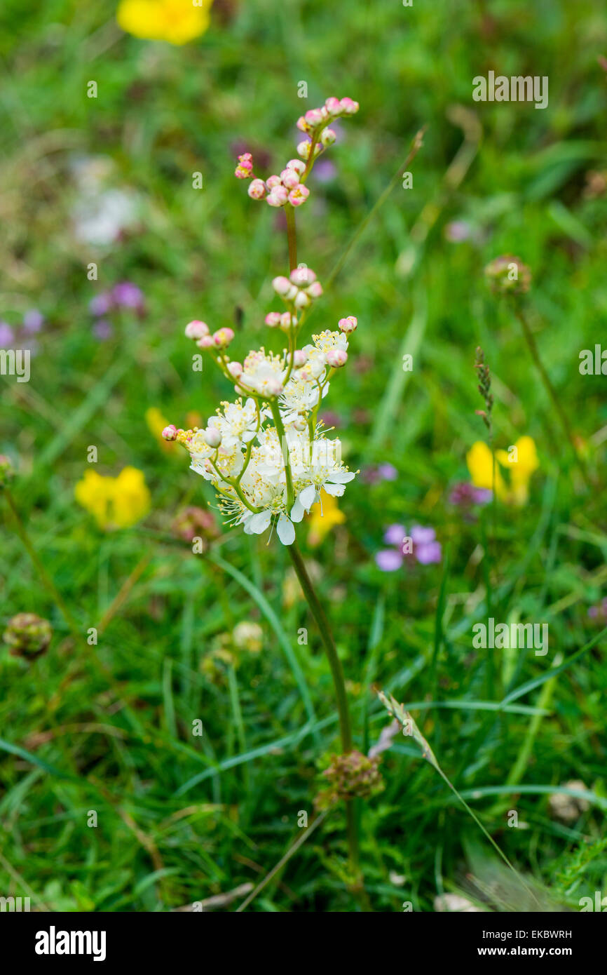 dropwort Filipendula vulgaris, Cressbrook Dale NNR Peak District National Park June 2014 Stock Photo