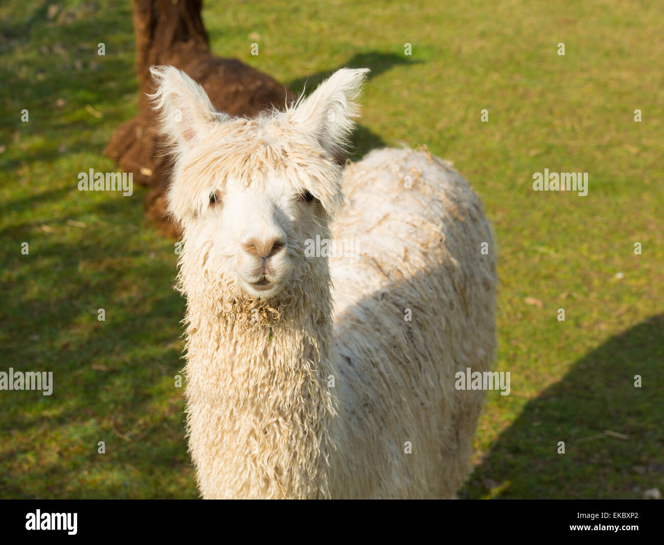 White Alpaca South American camelid resembles small llama with coat used for wool and cute smile Stock Photo