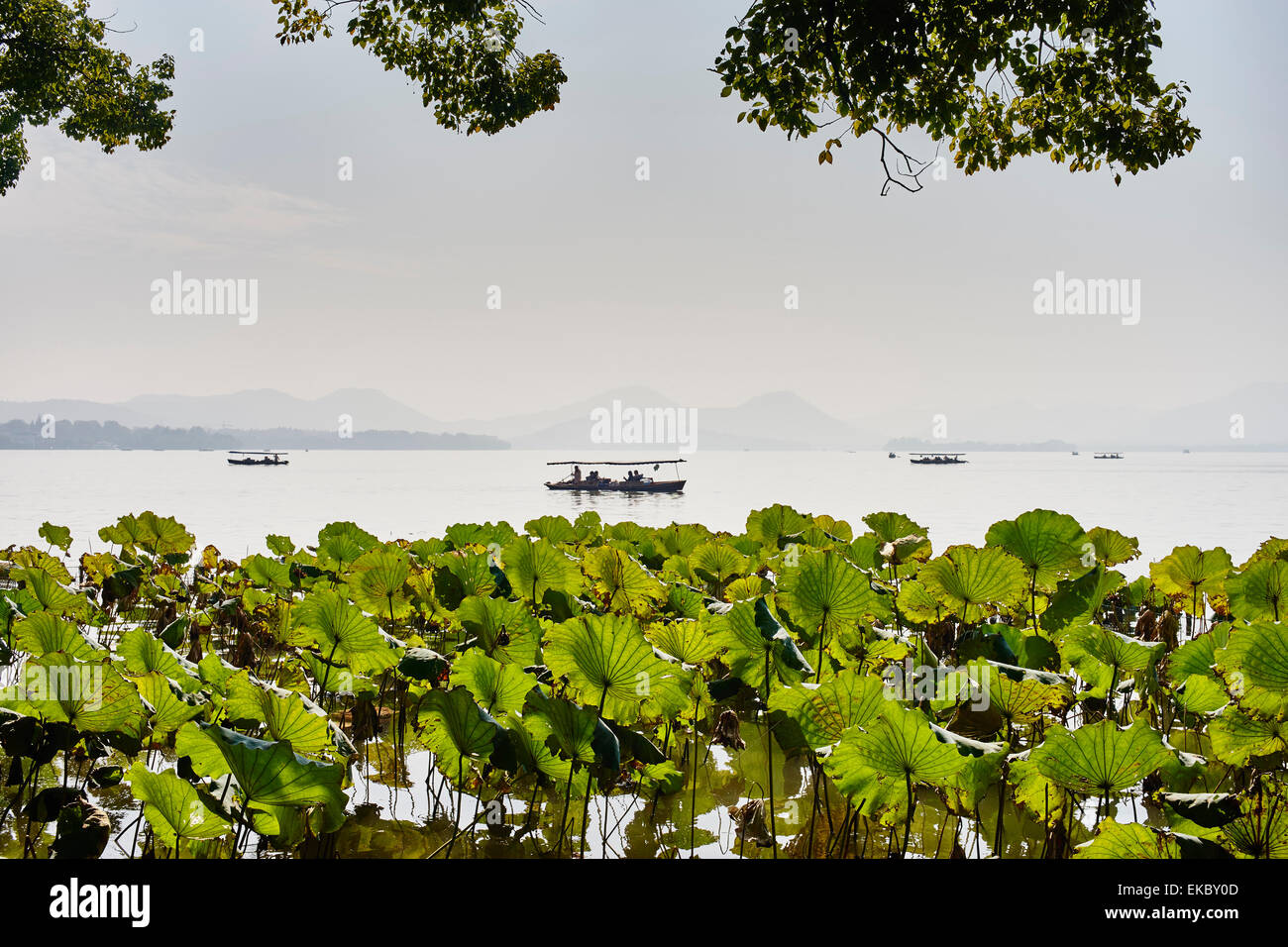Aquatic plants asia hi-res stock photography and images - Alamy