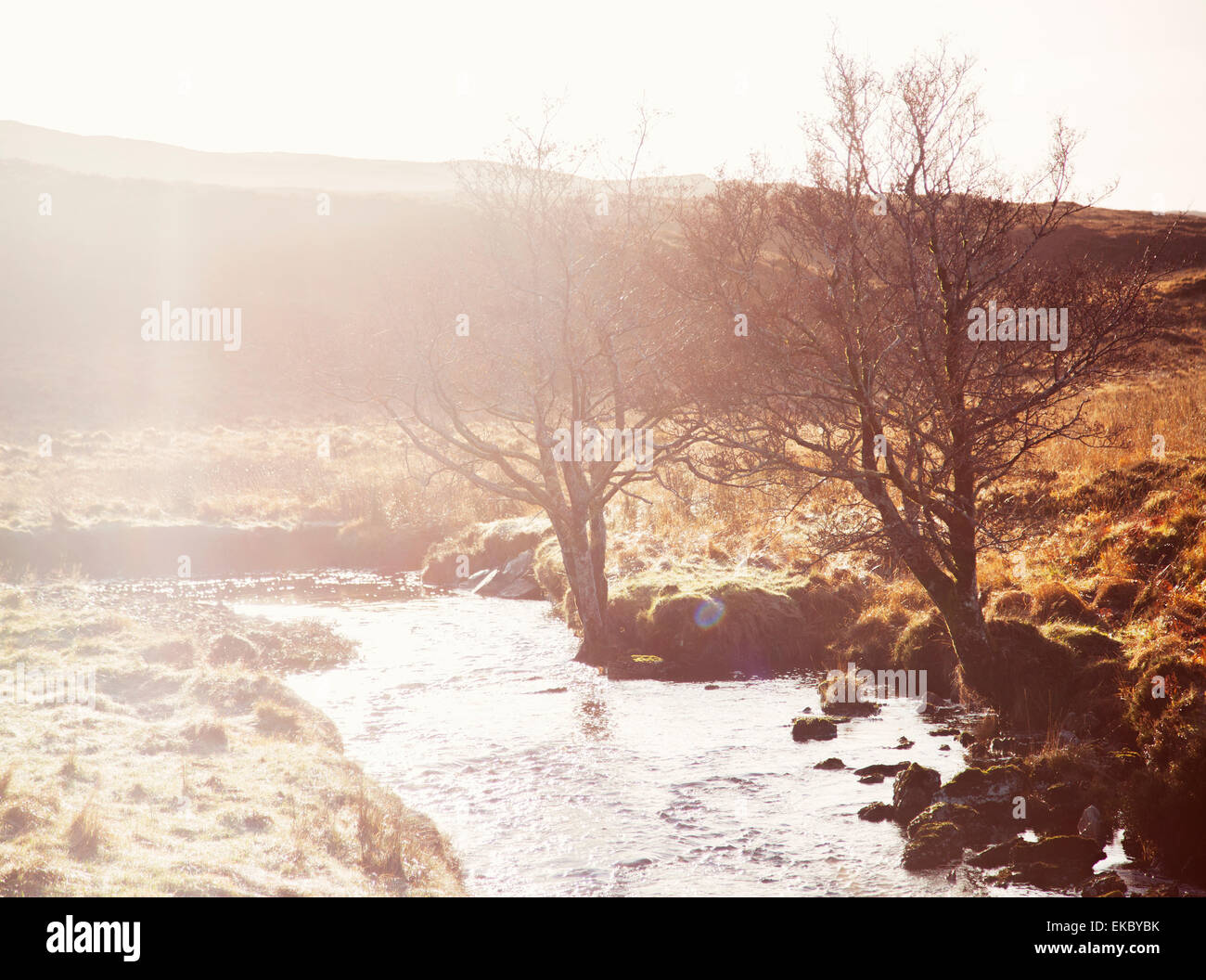 Sunlit river and bare trees, North West Highlands, Scotland, UK Stock Photo