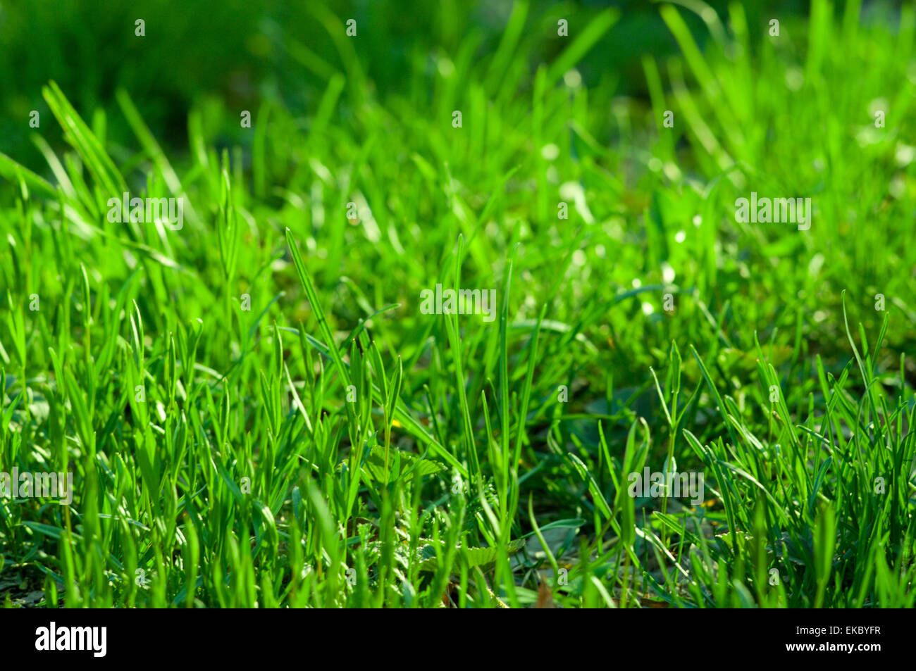 Green grass background Stock Photo - Alamy