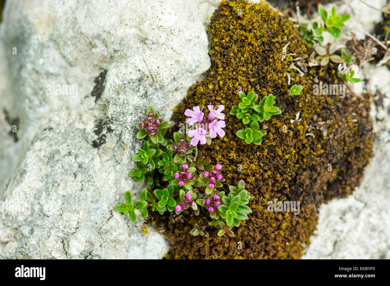 wild thyme growing on moss, Cressbrook Dale NNR Peak District National Park June 2014 Stock Photo