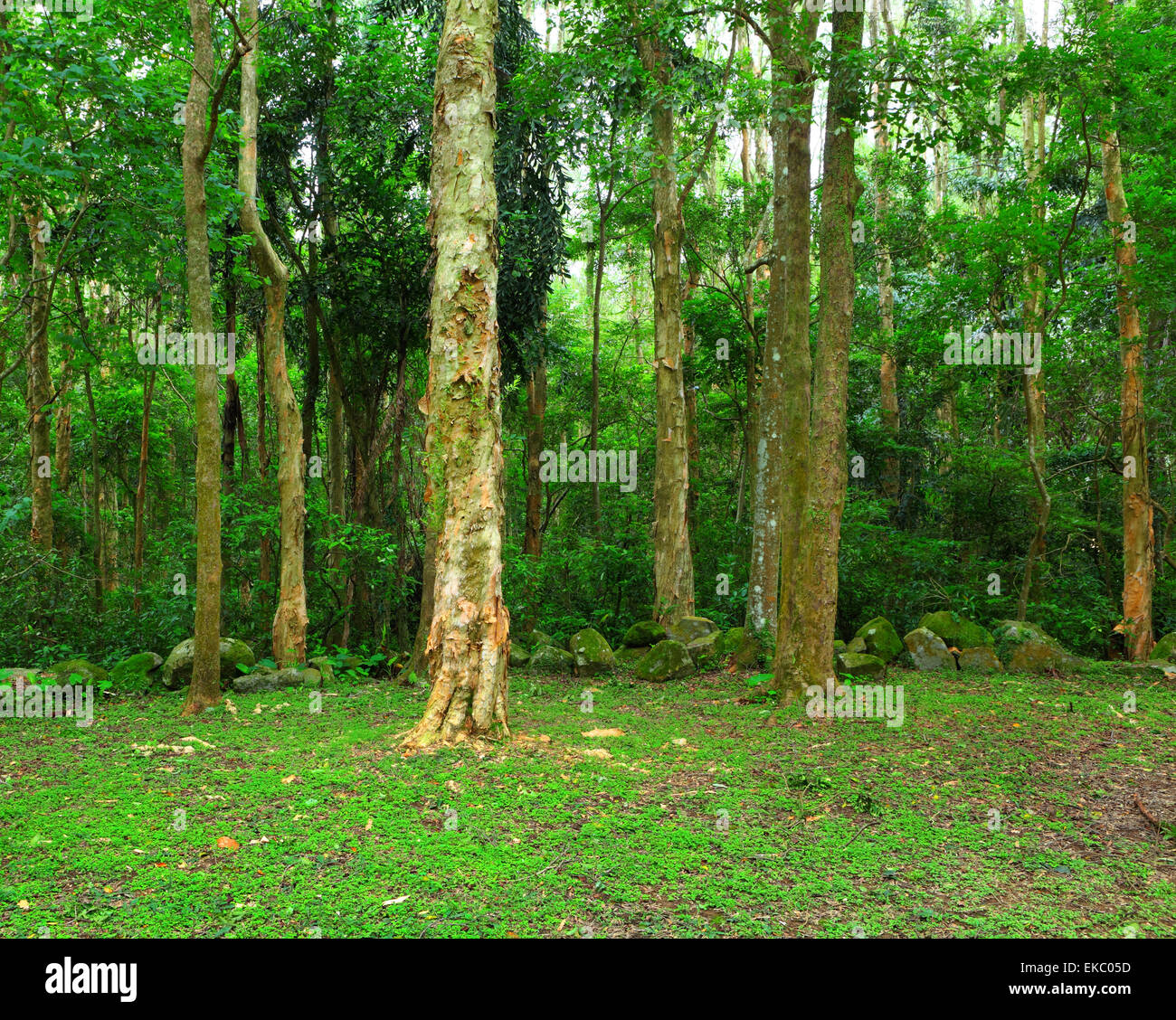 Green of the forest hi-res stock photography and images - Alamy