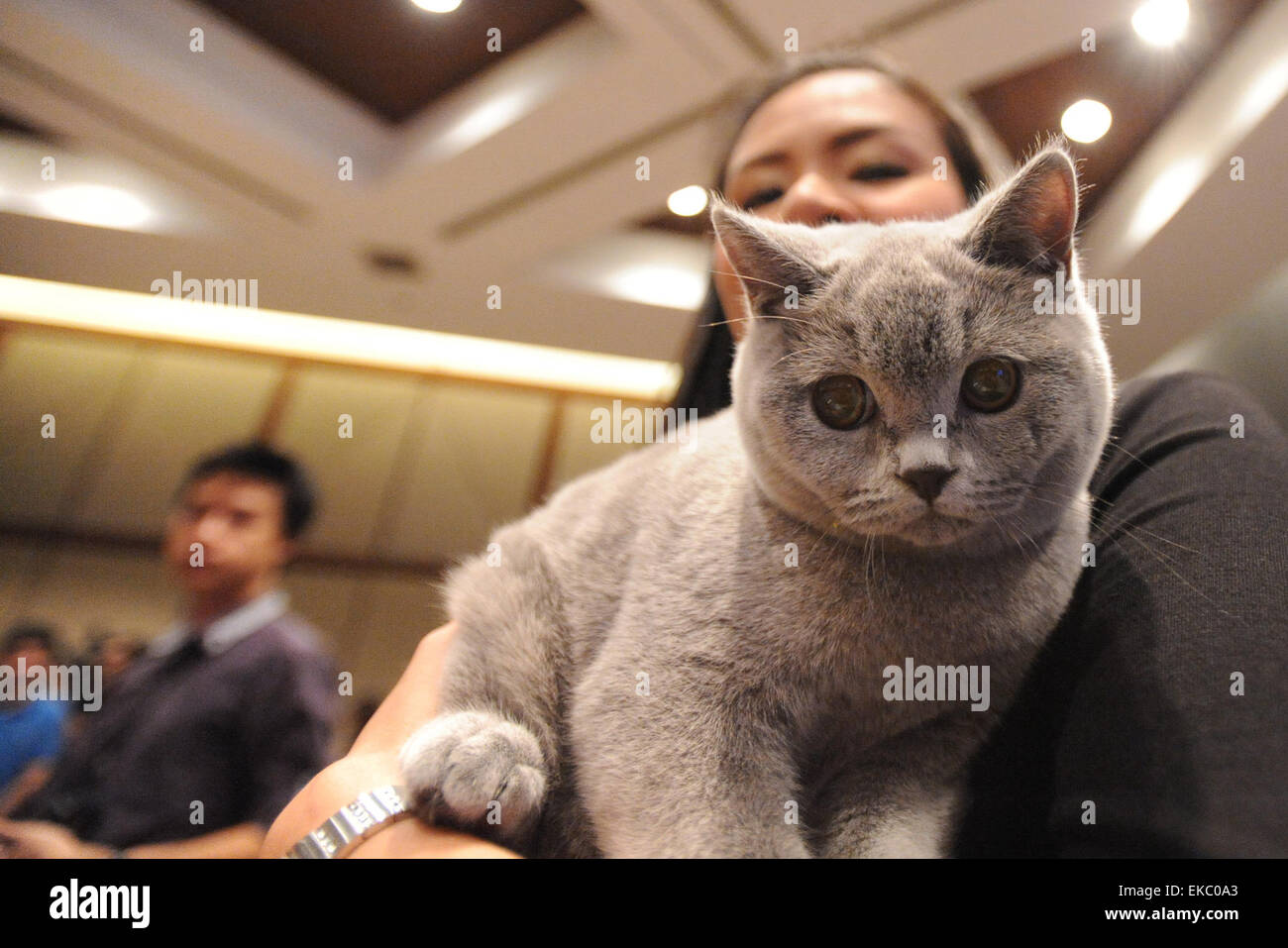 Wcf cat hires stock photography and images Alamy