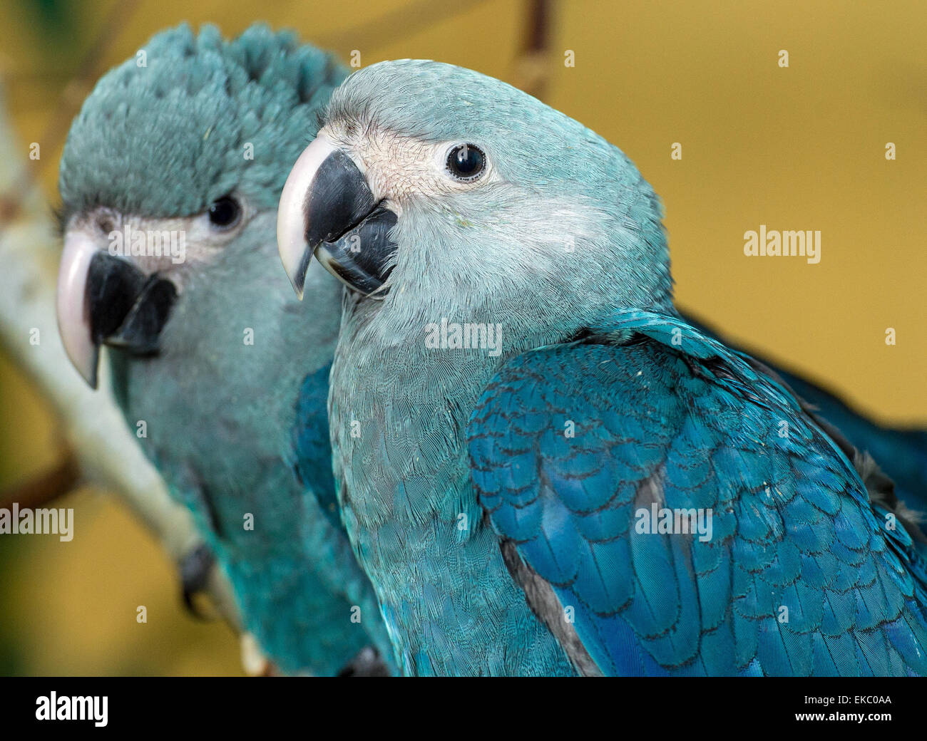 Spix's macaw hi-res stock photography and images - Alamy
