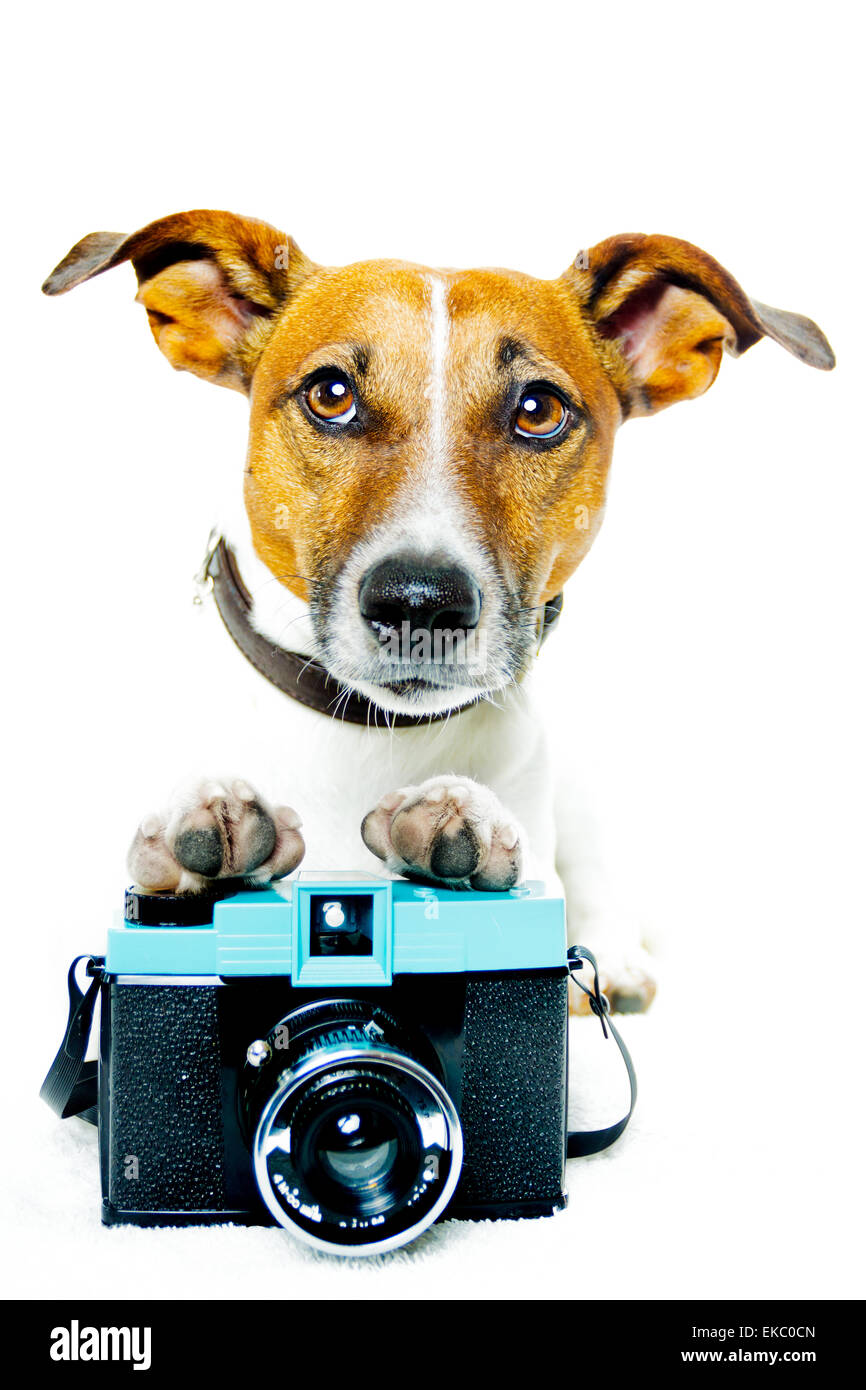 dog photo camera Stock Photo Alamy