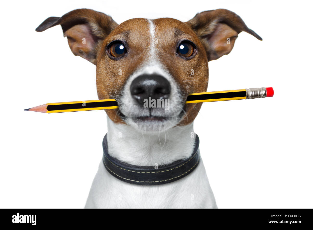 dog with pencil and eraser Stock Photo Alamy