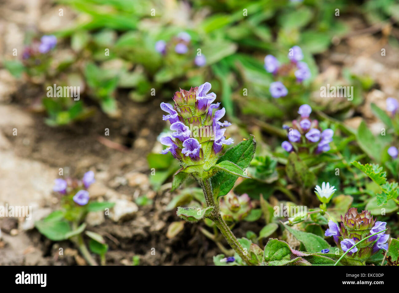 Selfheal, prunella vulgaris, Cressbrook Dale NNR Peak District National Park June 2014 Stock Photo