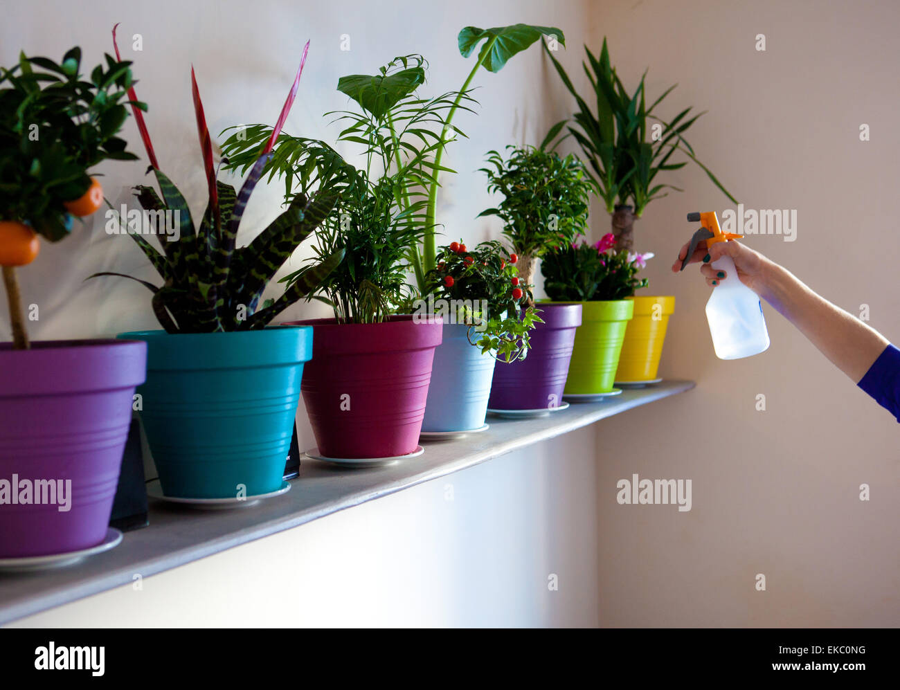 Hand of woman spraying row of potted plants with water Stock Photo