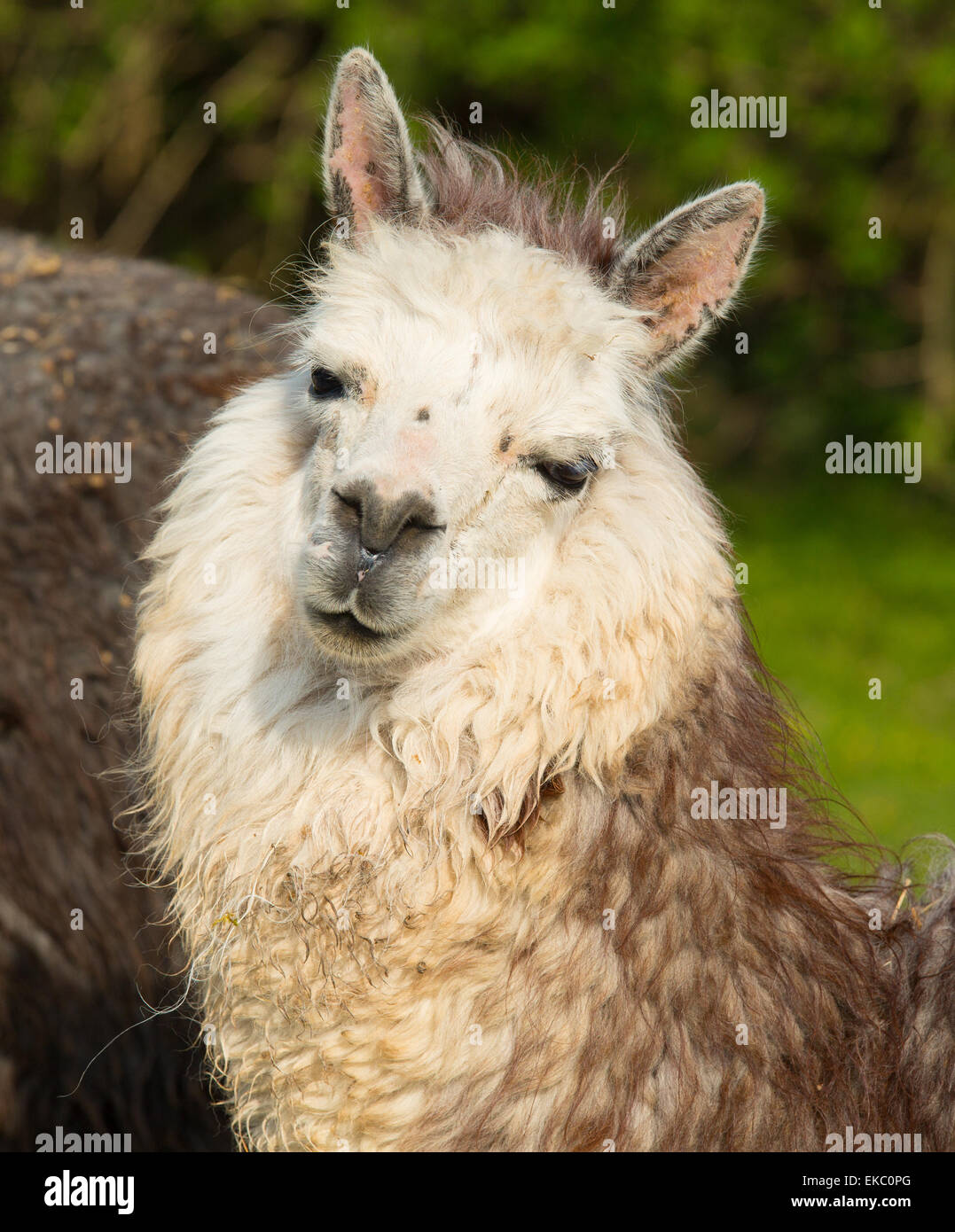 Cute Alpaca from South America camelid resembles small llama with coat used for wool and cute smile Stock Photo