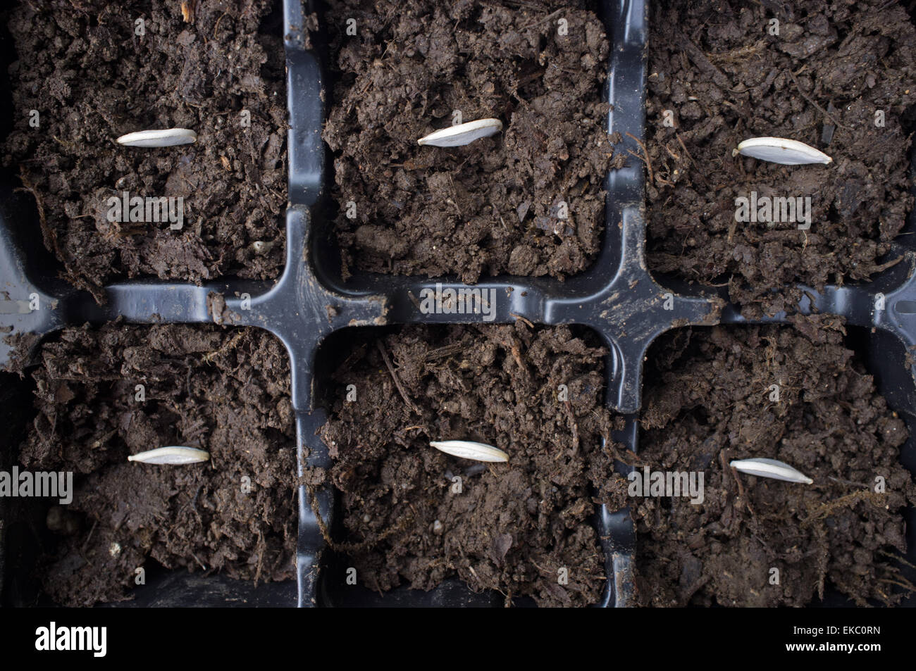 Pumpkins seeds sown in a tray Stock Photo