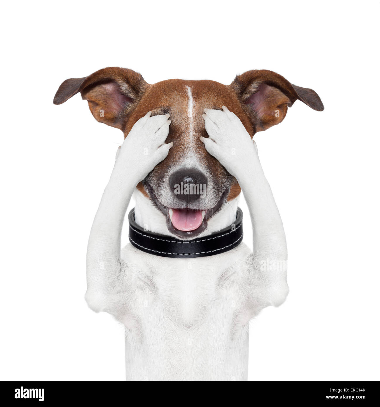 Dog covering eyes hi res stock photography and images Alamy