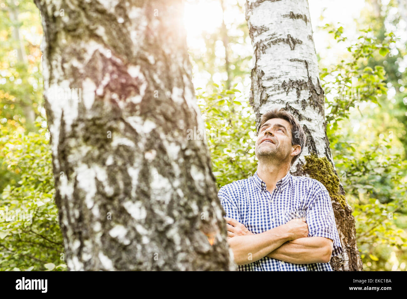 Tree Tops Stock Photos & Tree Tops Stock Images Alamy