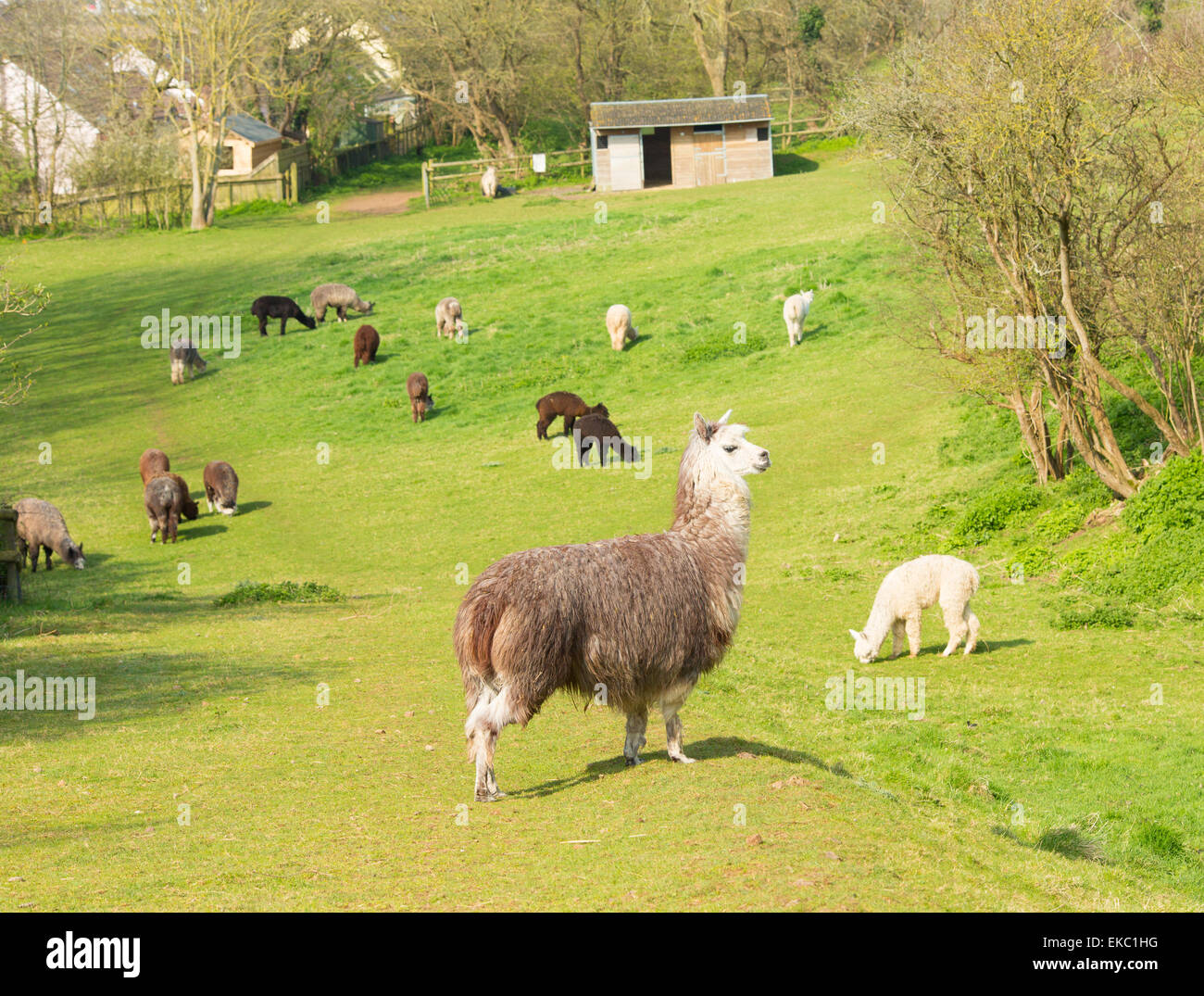 Alpaca herd in field resembles small llama with coat used for wool and cute smile Stock Photo