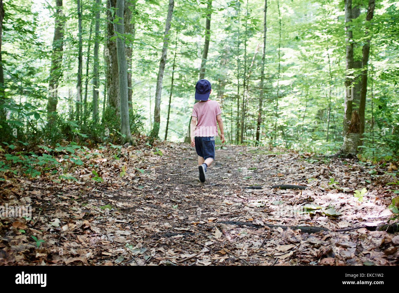 Rear view of boy strolling in forest, Hudson, Quebec, Canada Stock Photo