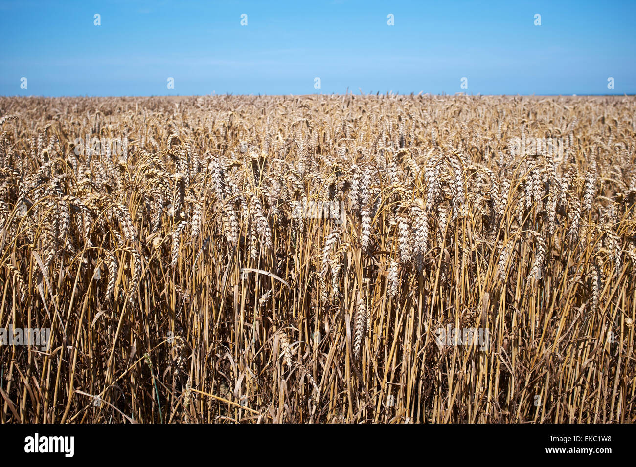 Ripened wheatfield and blue sky Stock Photo