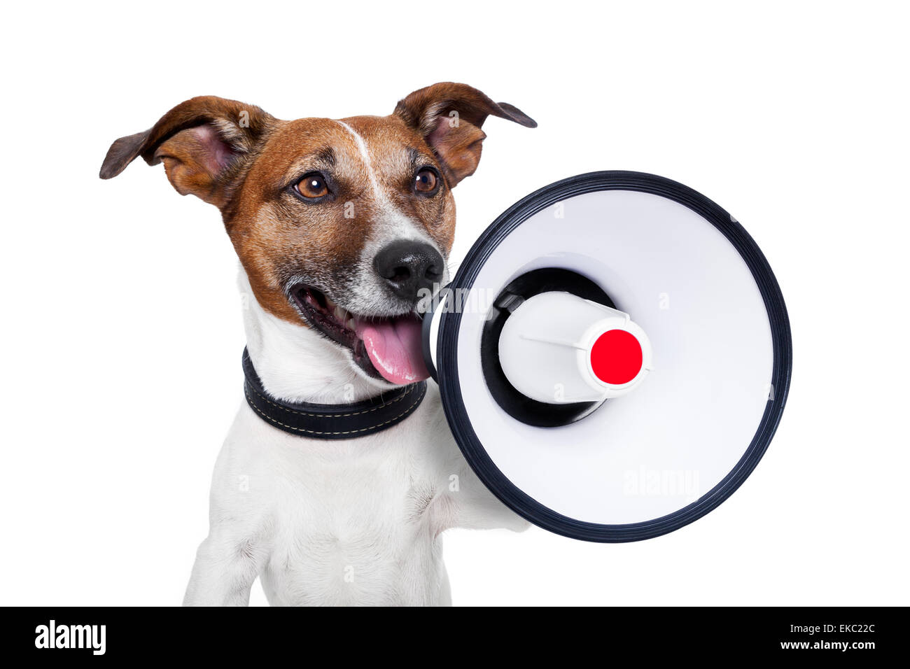 dog megaphone Stock Photo