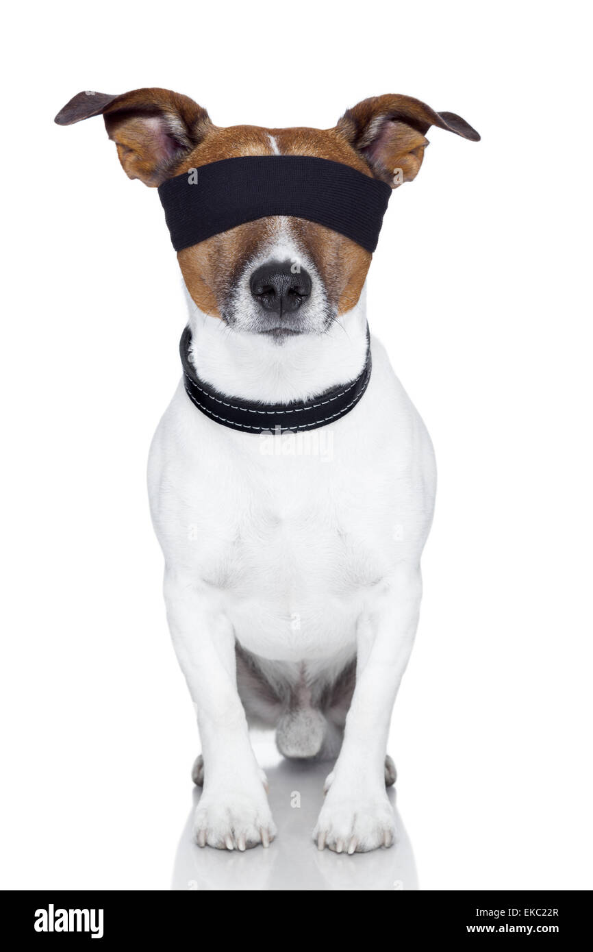 blindfold dog cover eyes Stock Photo Alamy