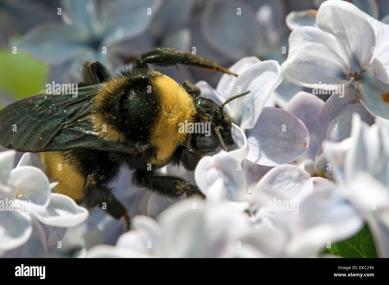 Bumble bee pollinating Lilac flowers Stock Photo