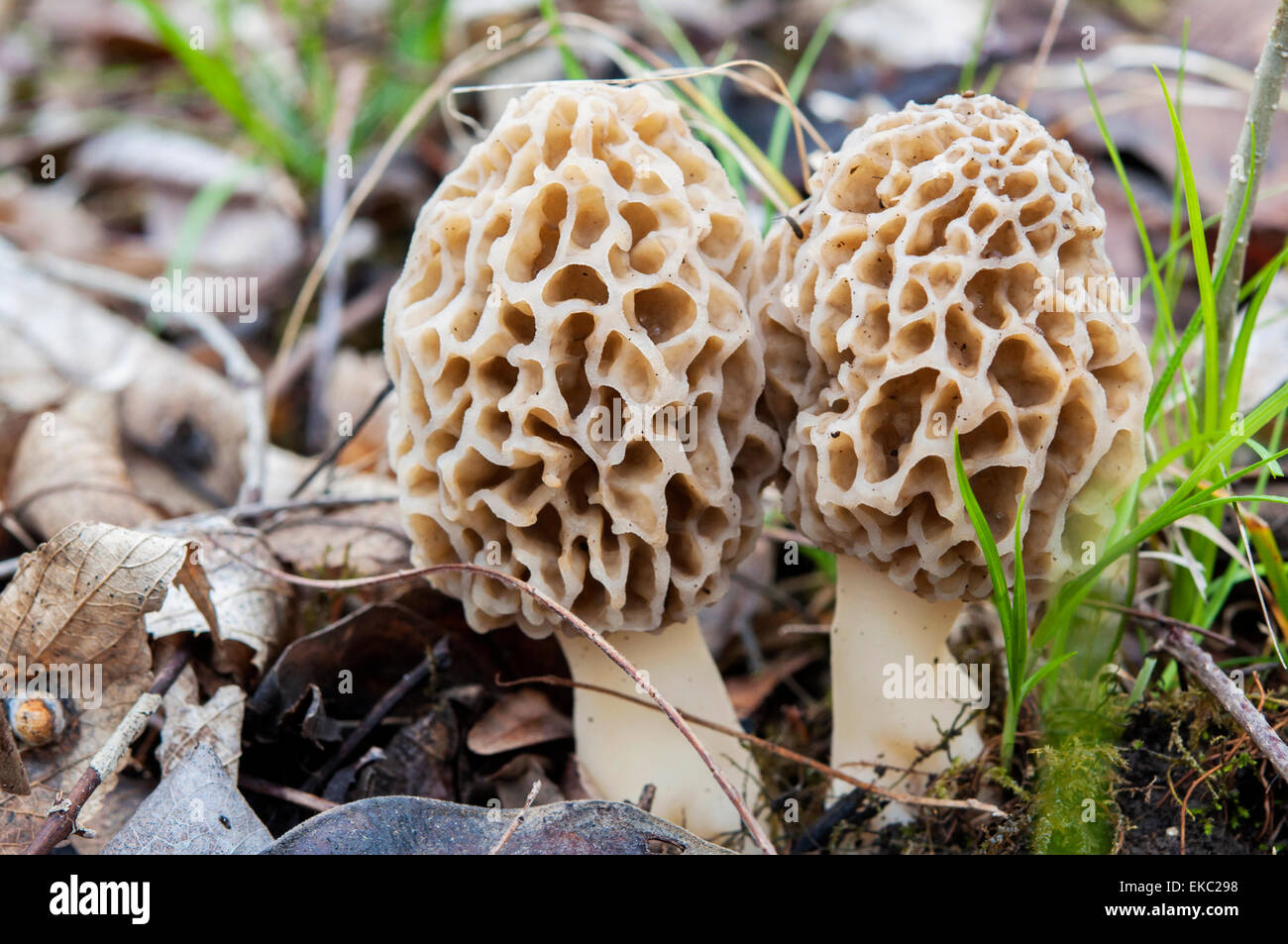 Two Morels growing Stock Photo Alamy