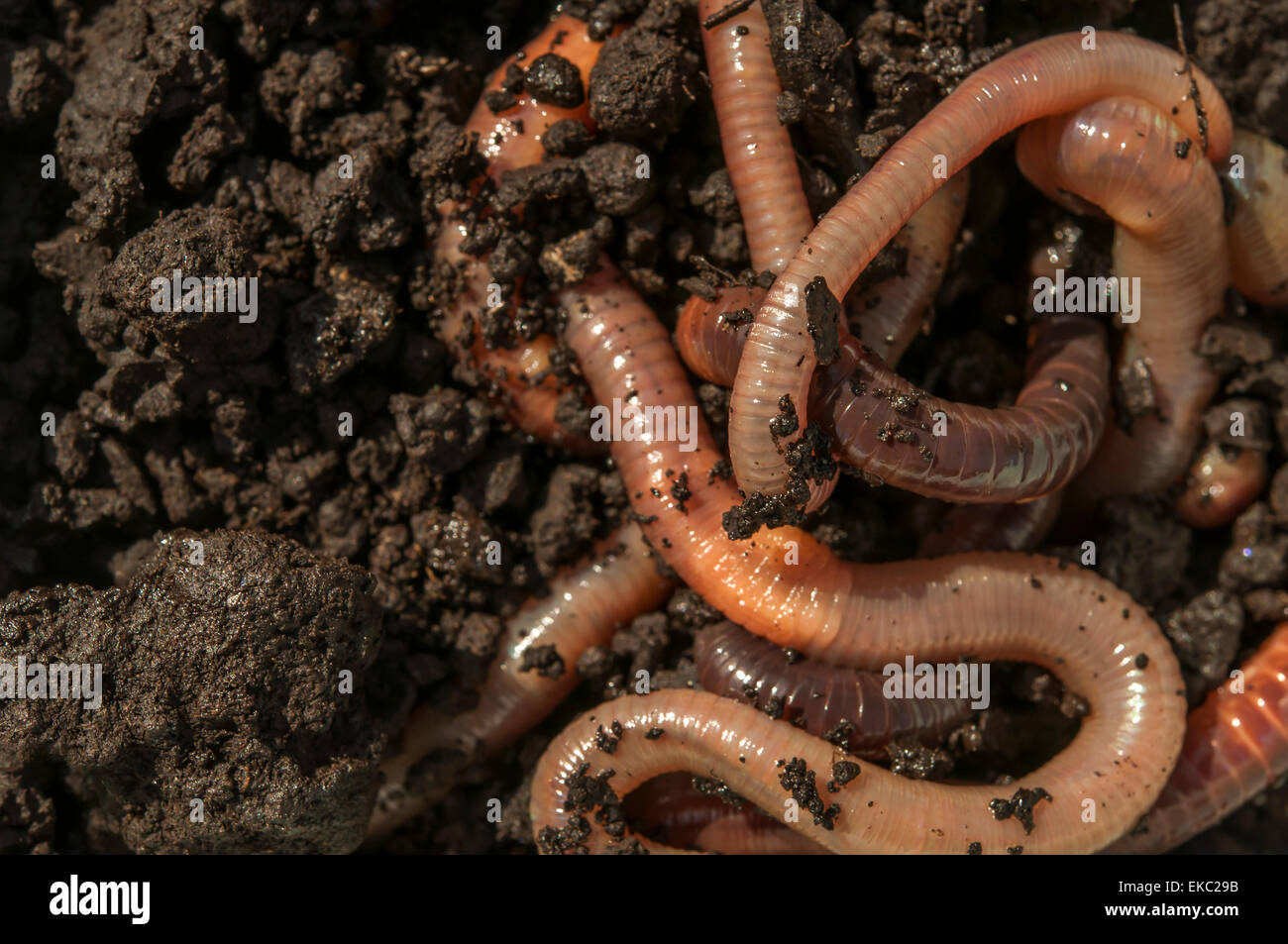 Tangle of Earthworms in dirt Stock Photo