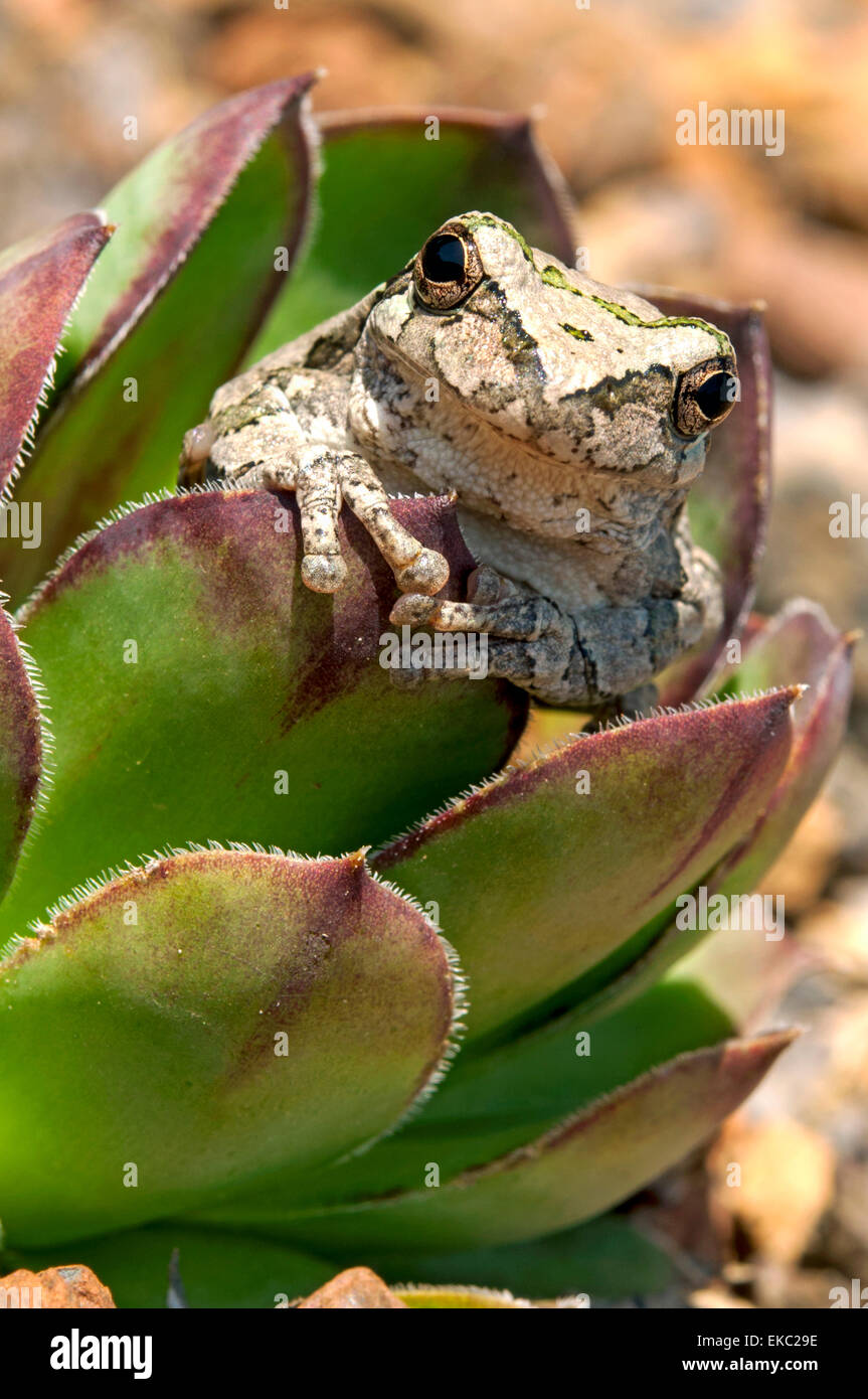 Frog in Sempervivum plant Stock Photo