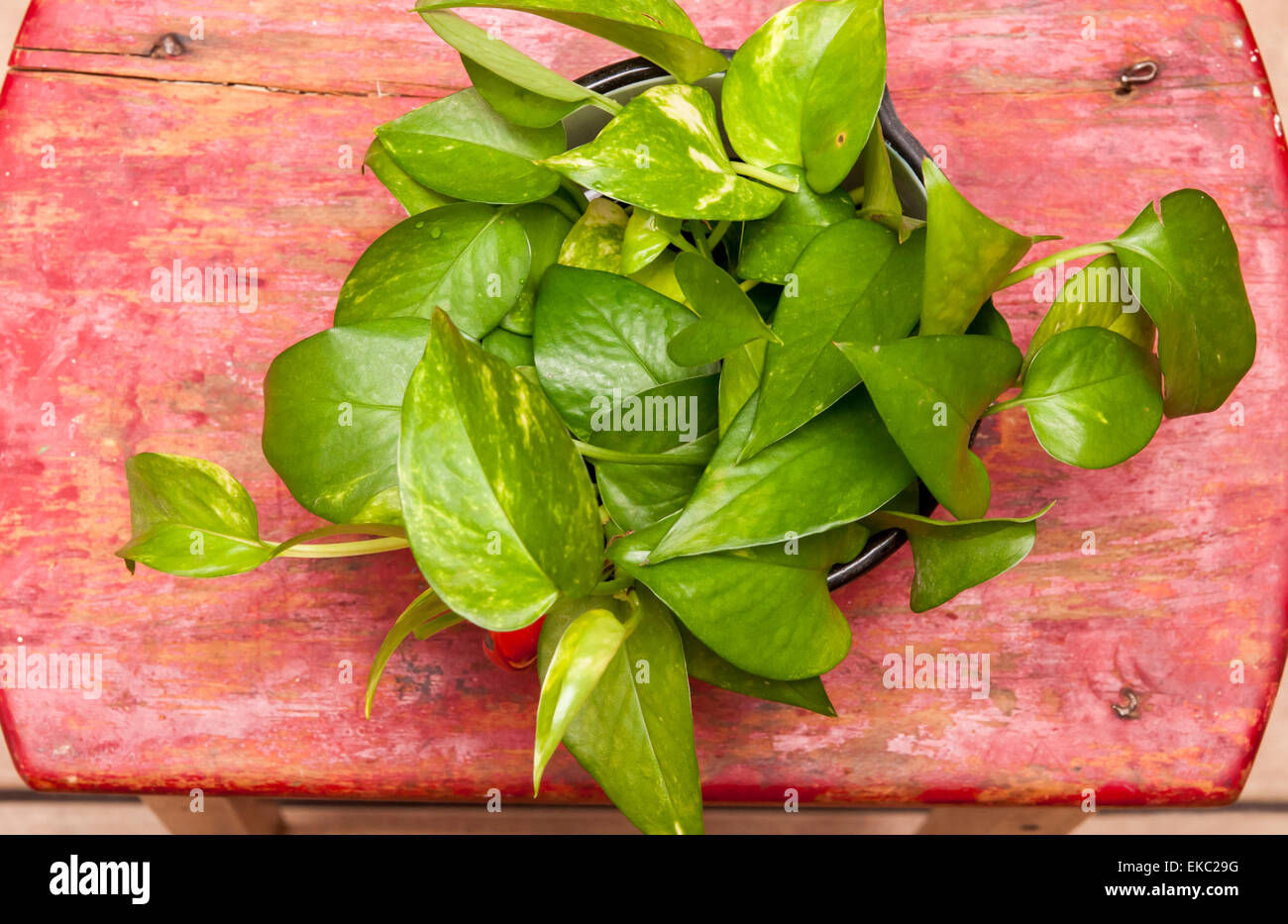 Philodendron house plant on red Stock Photo