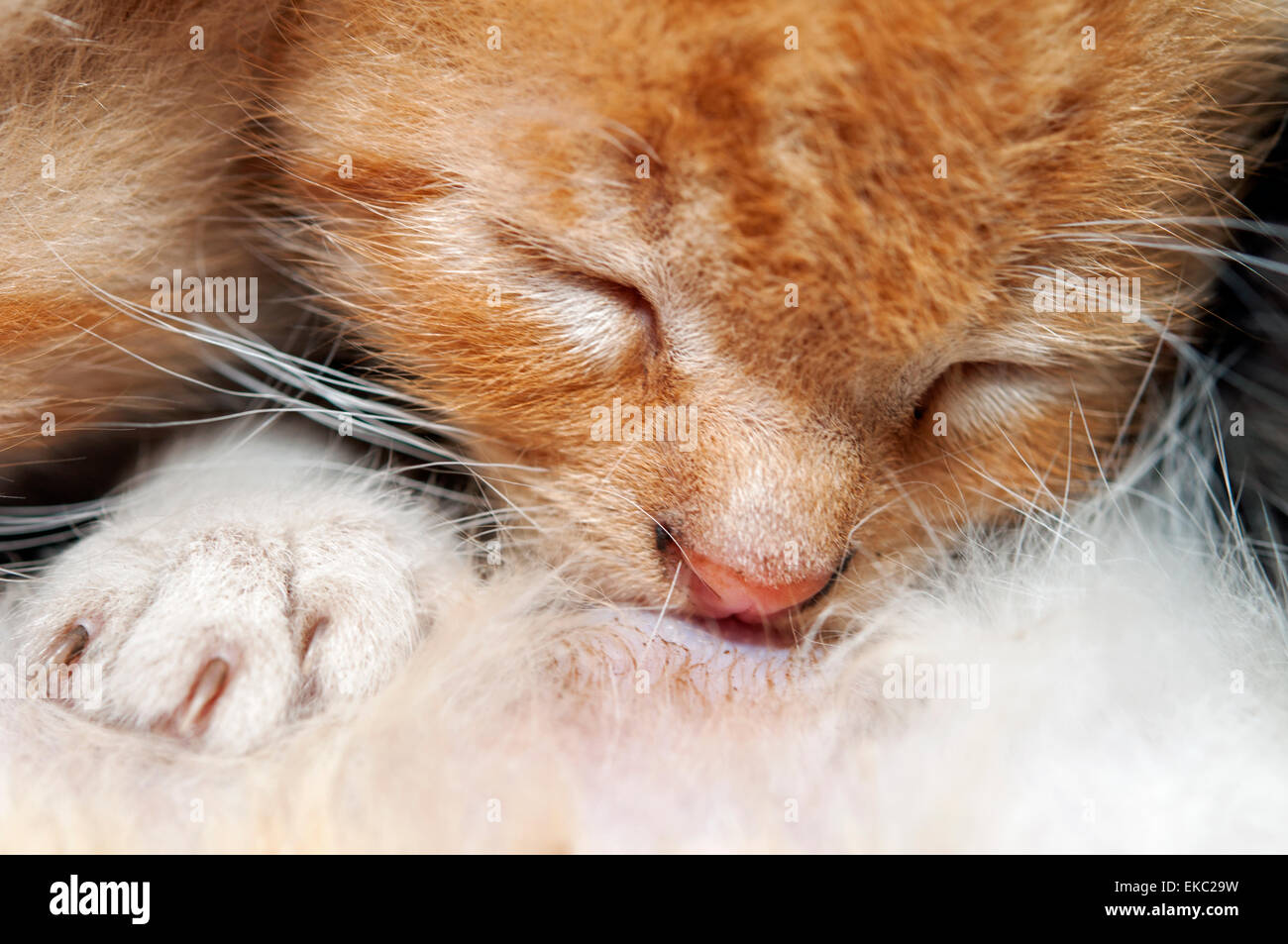 kitten nursing Stock Photo