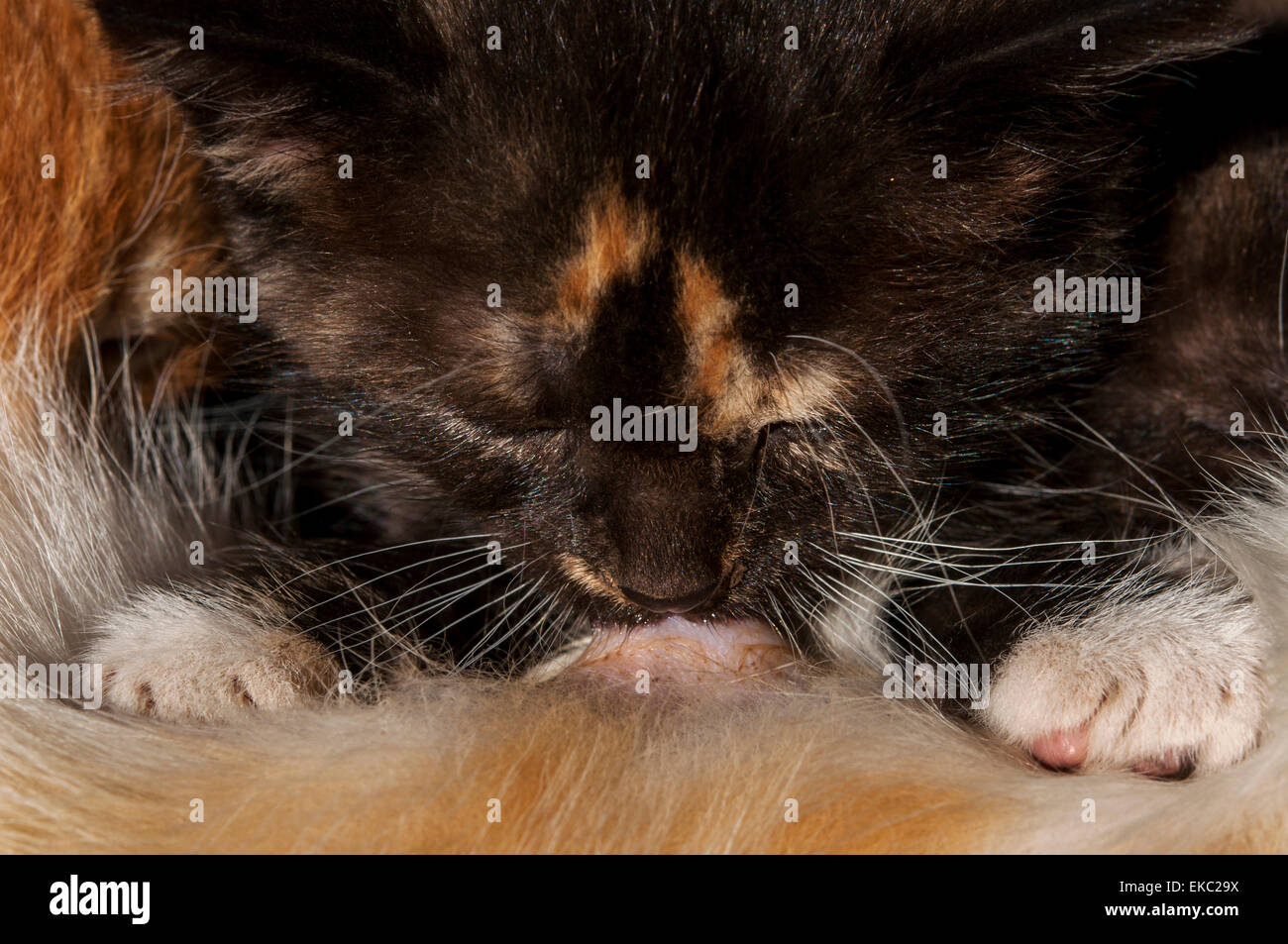Calico kitten nursing Stock Photo