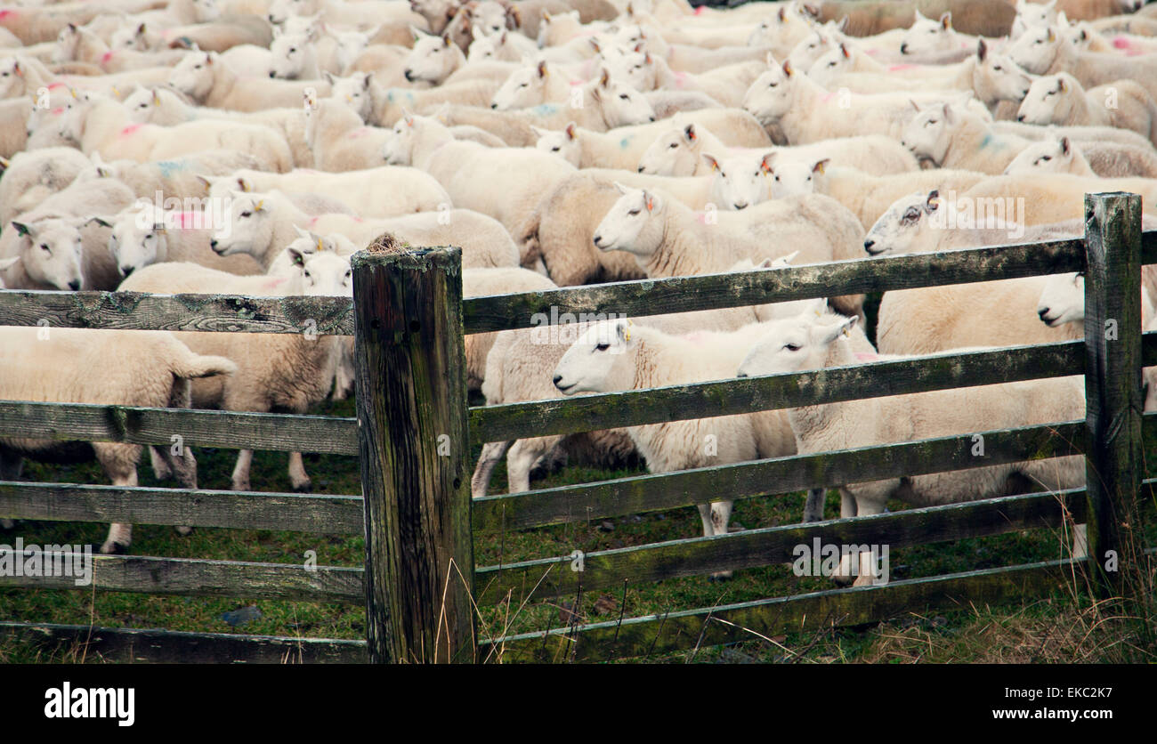 Sheep by wooden gate Stock Photo