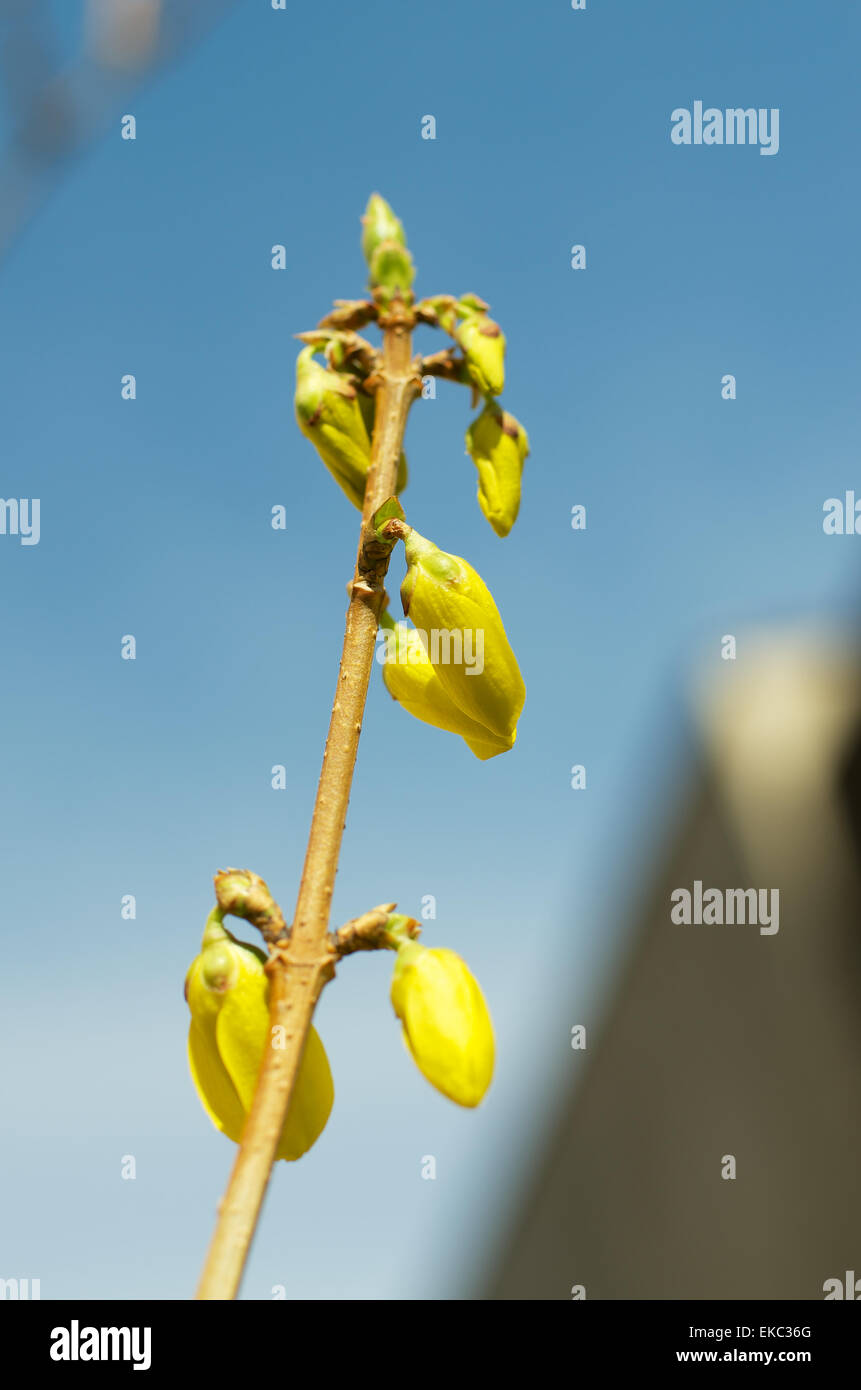Fragile petals hi-res stock photography and images - Alamy