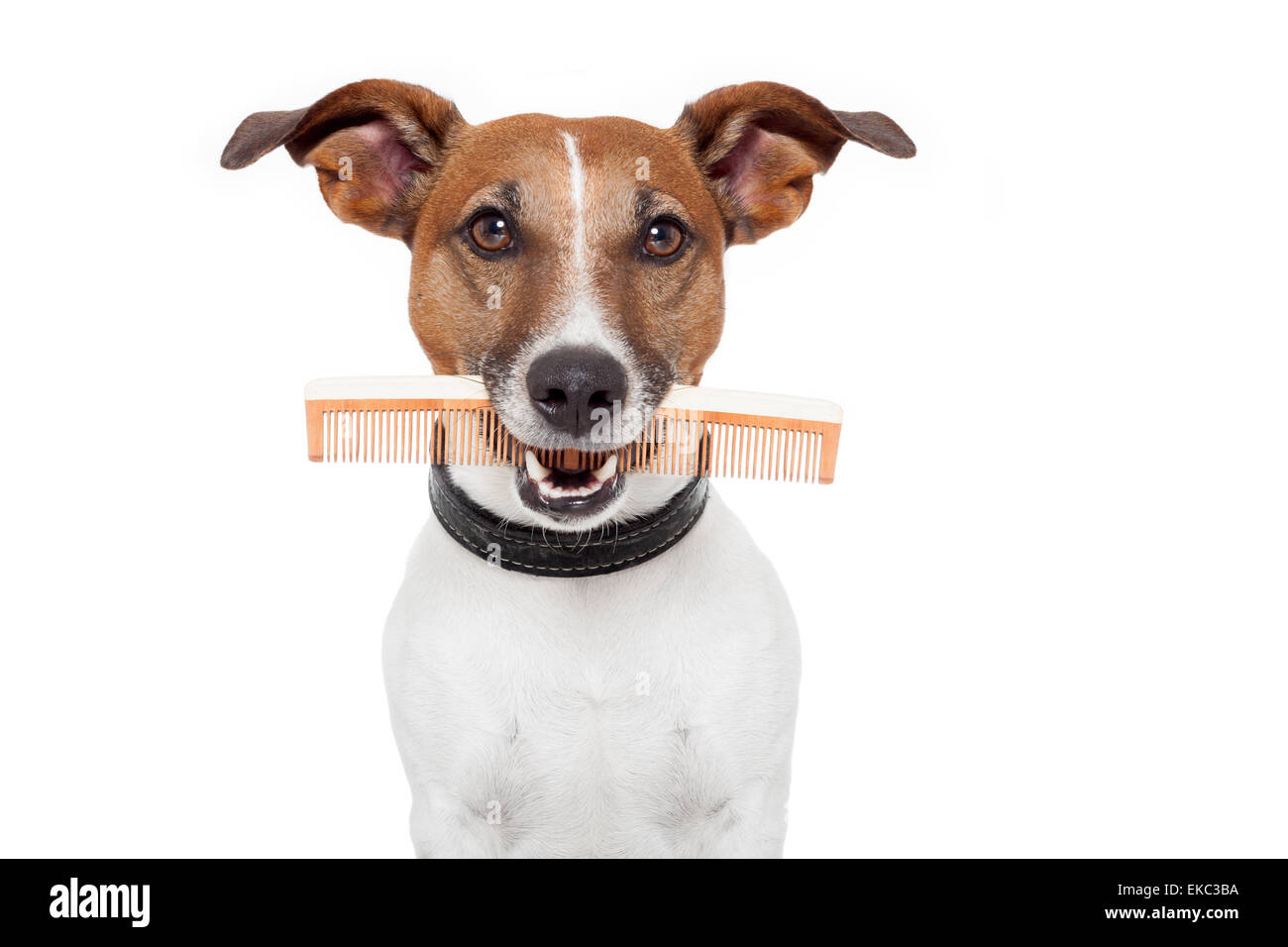 dog with comb Stock Photo Alamy