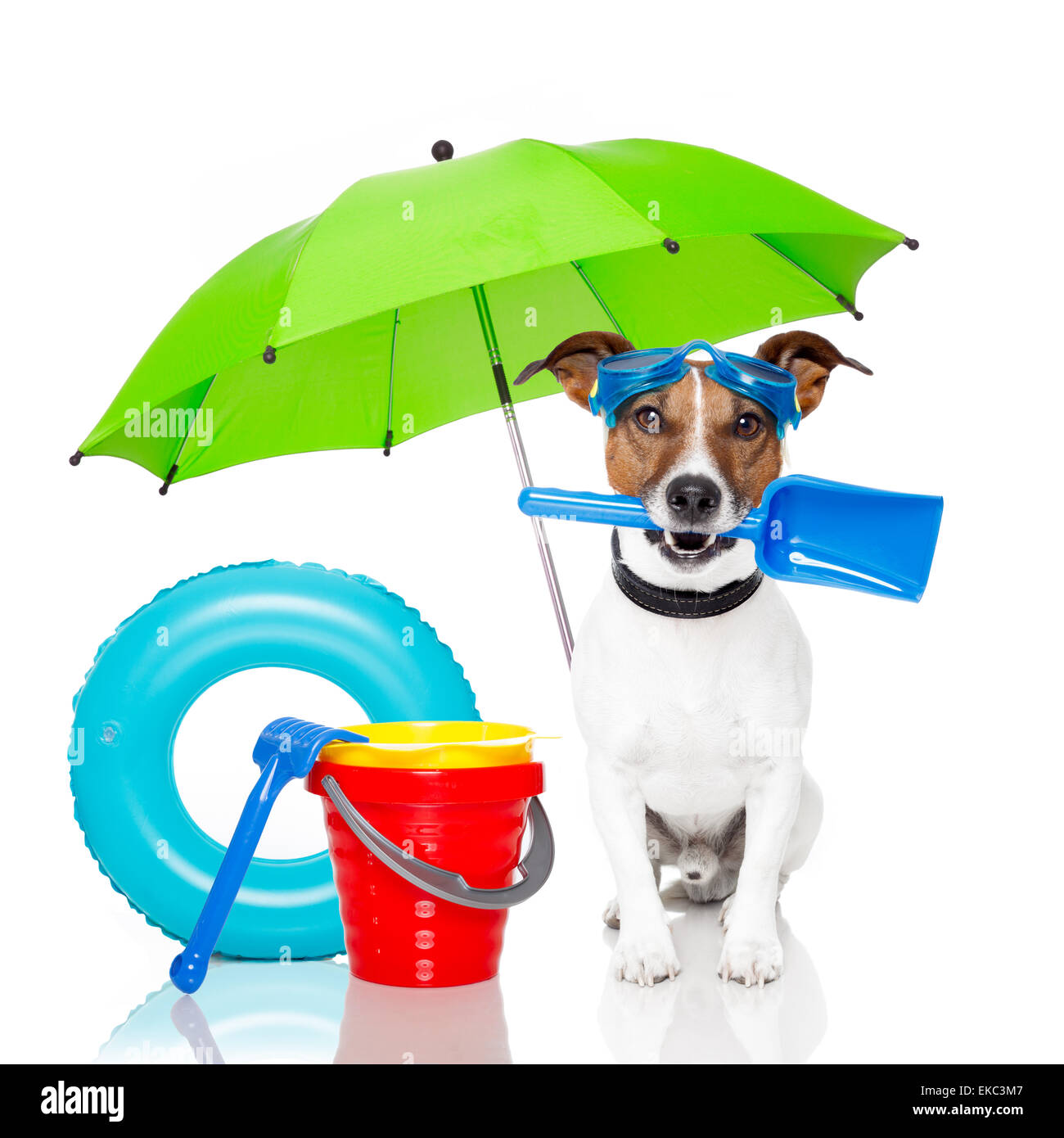 dog sunbathing with air mattress Stock Photo Alamy