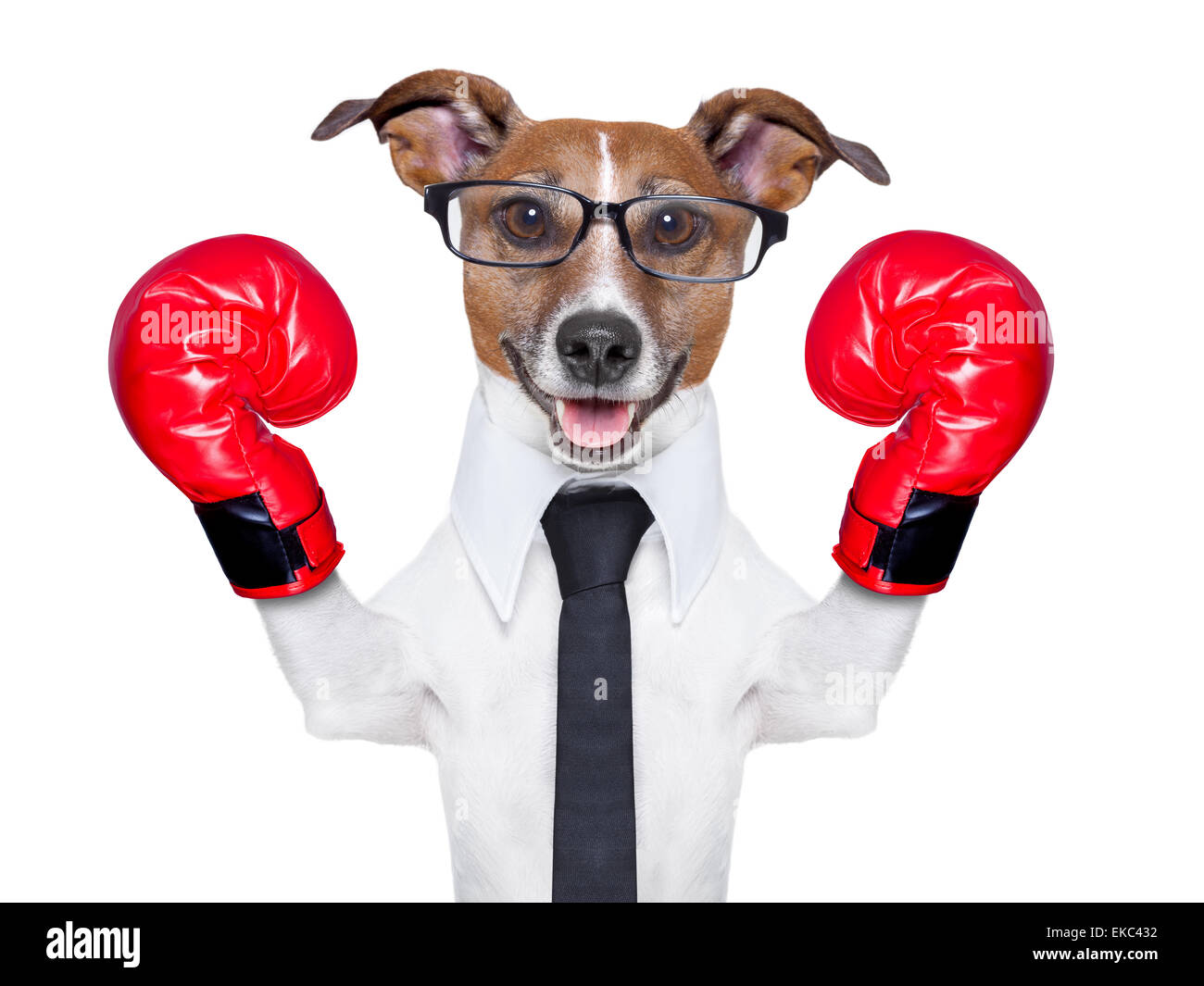 Pug Dog Boxer With Red Leather Boxing Gloves With Blank