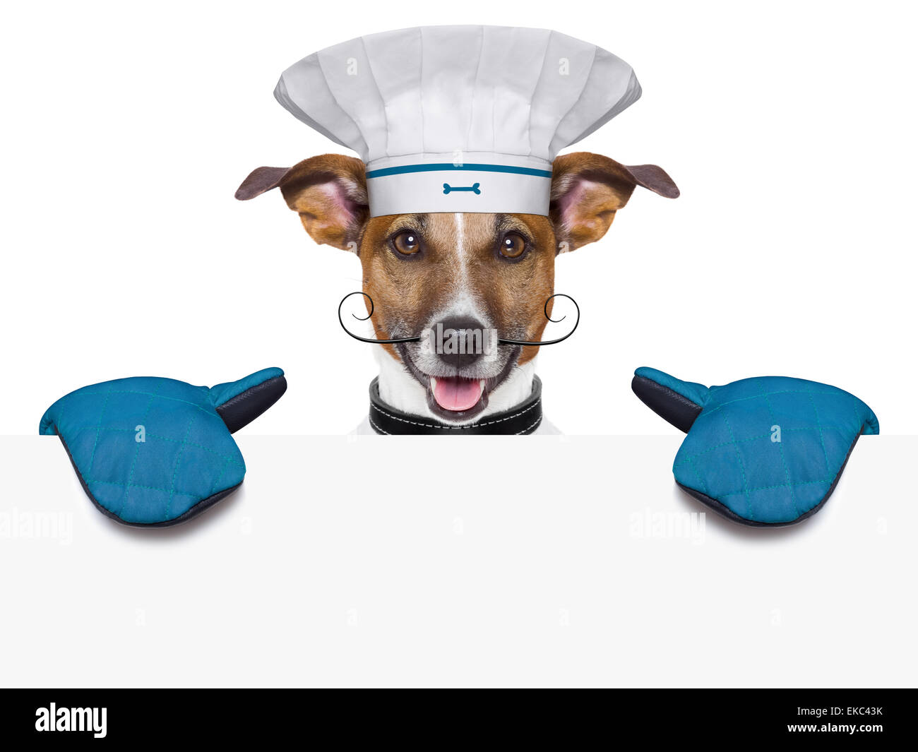 Chef dogs 2024