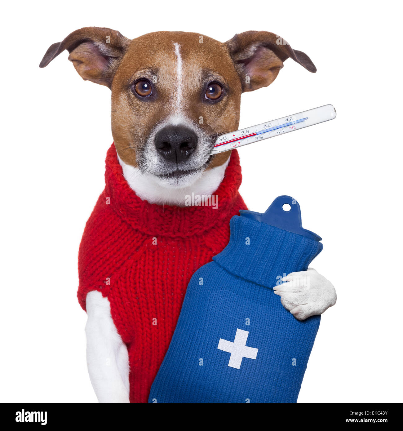 How Do You Hydrate A Sick Dog