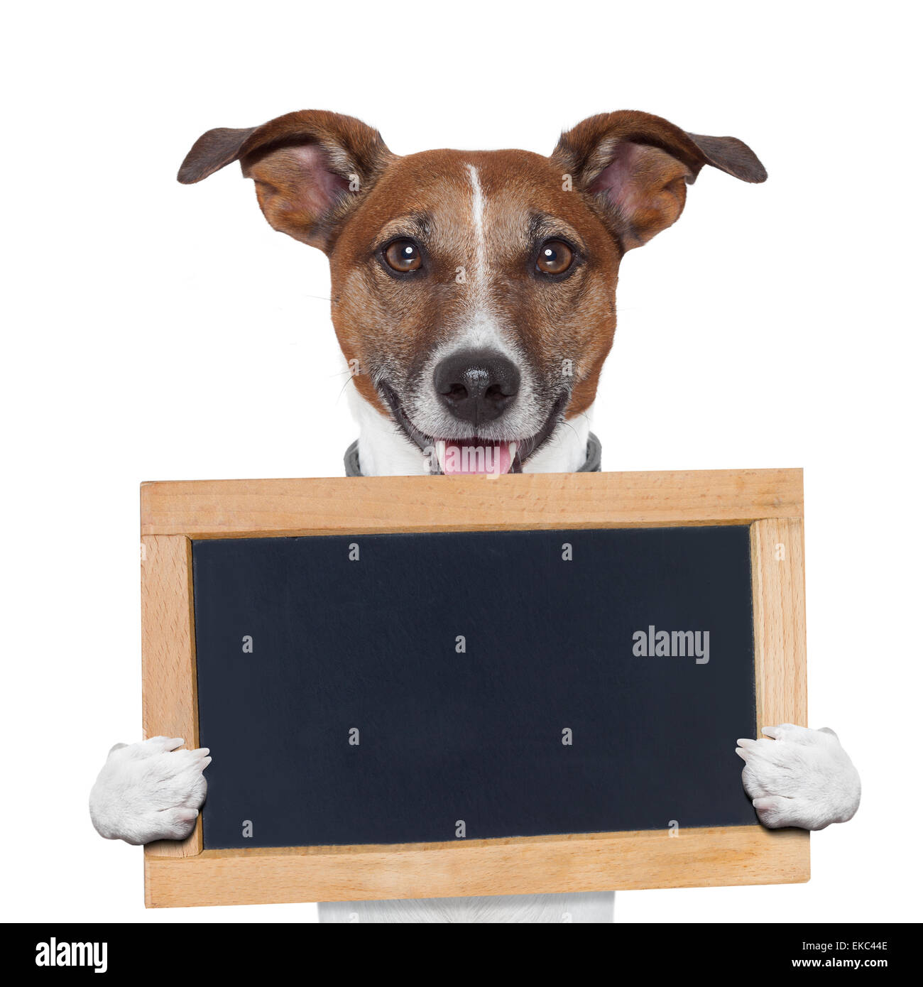 placeholder banner dog Stock Photo