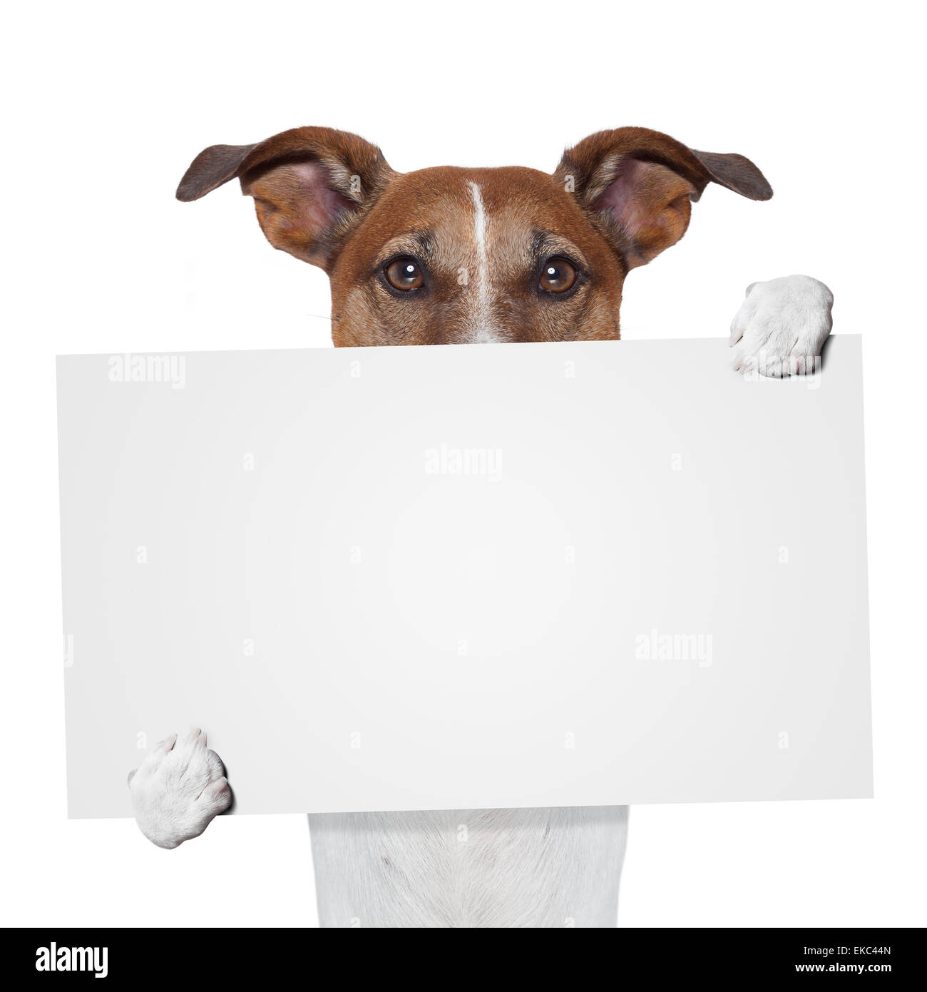 placeholder banner dog Stock Photo